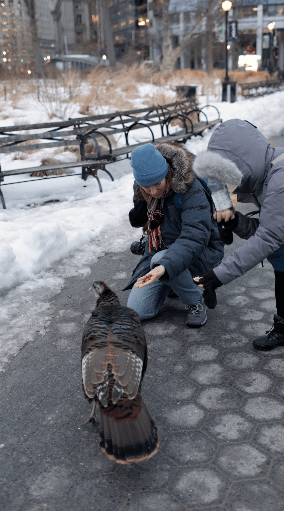 Manhattan’s Only Wild Turkey Has Her Own Entourage
