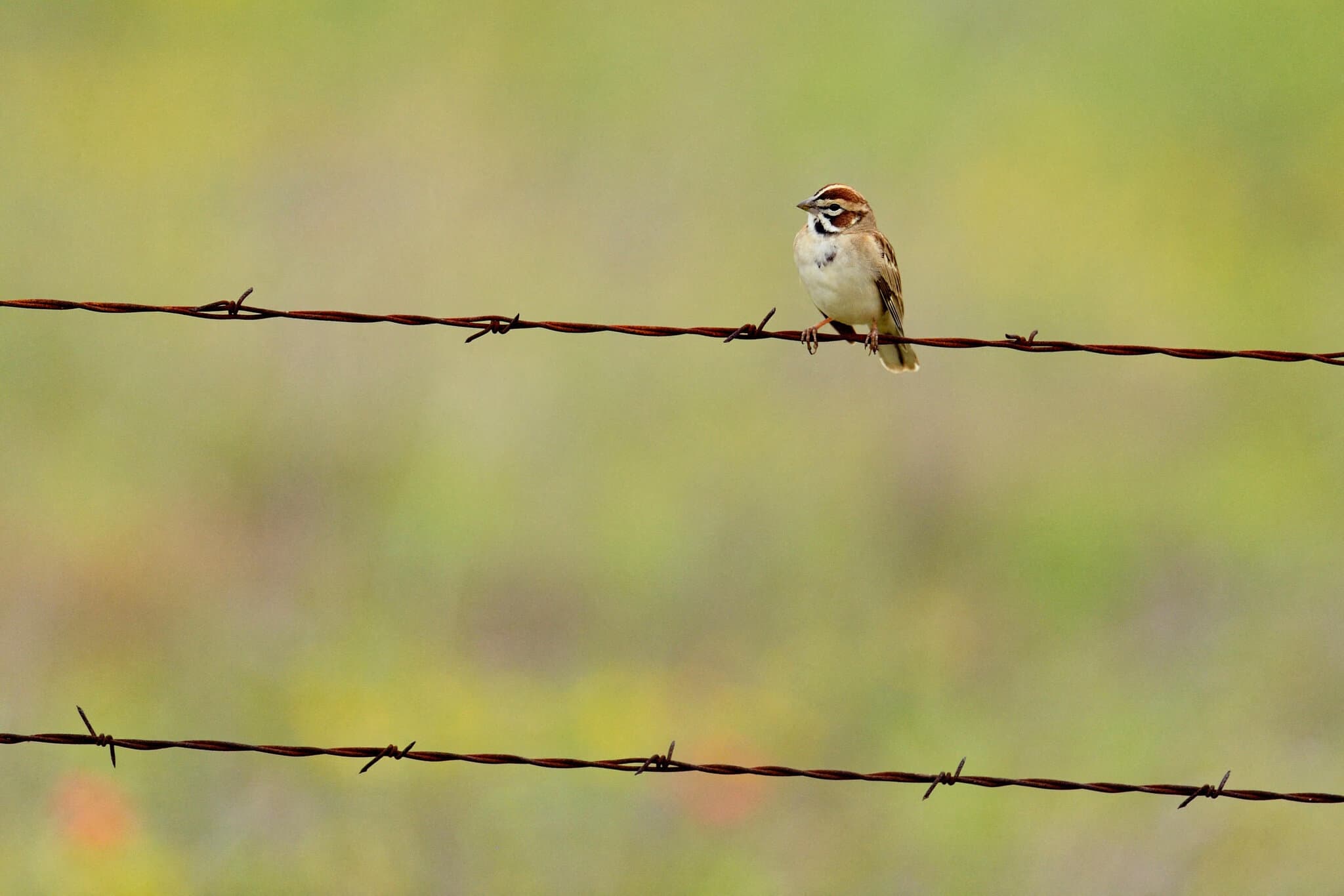 Birds Aren’t Just Declining. They’re Declining Faster, a New Study Finds.