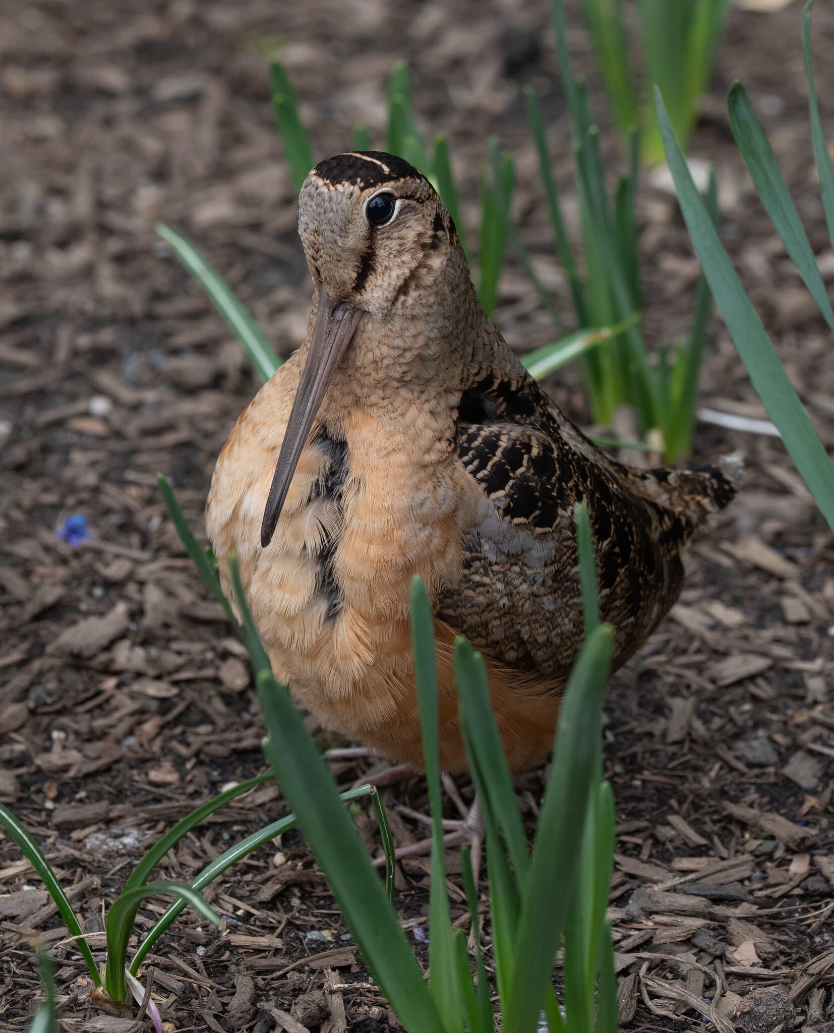 Migrating American Woodcocks Set Off a Birding Frenzy in Bryant Park