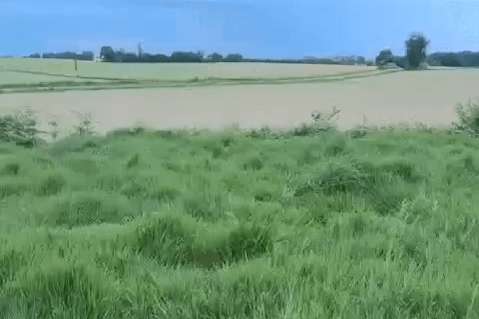 Beware of Drunk Deer, French Police Say, Announcing Season of Inebriation
