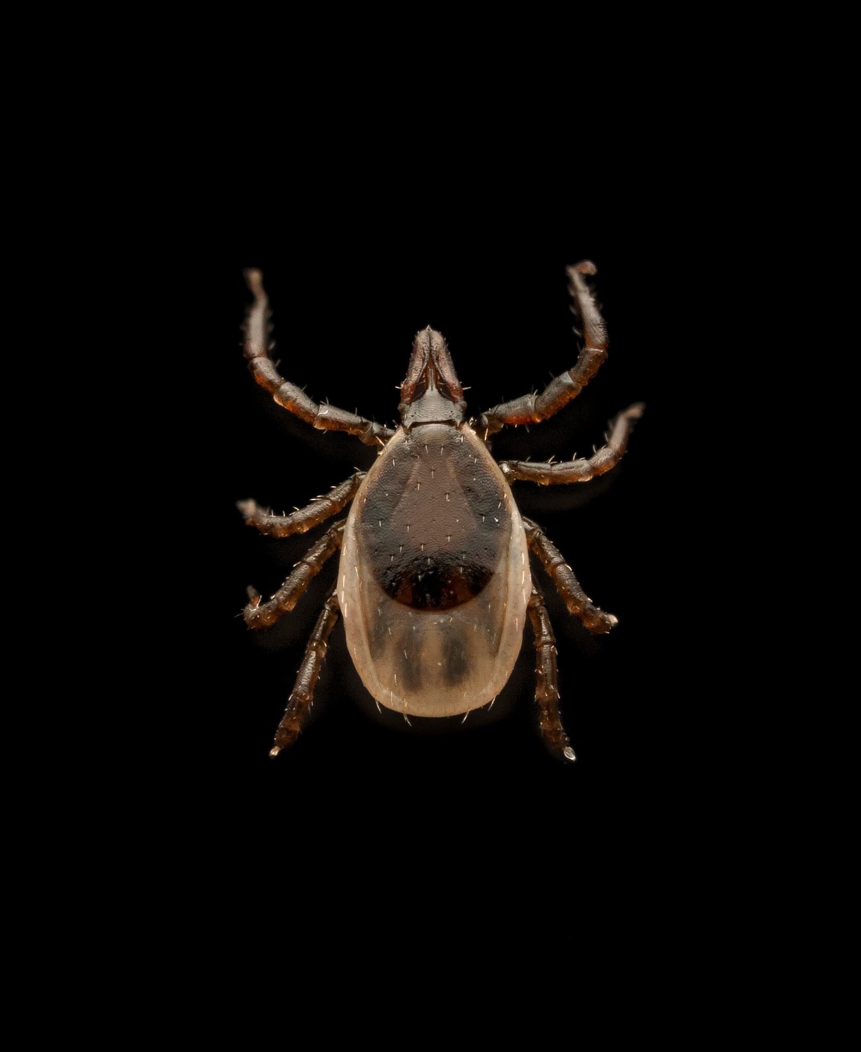 The Summer the Ticks Took Over