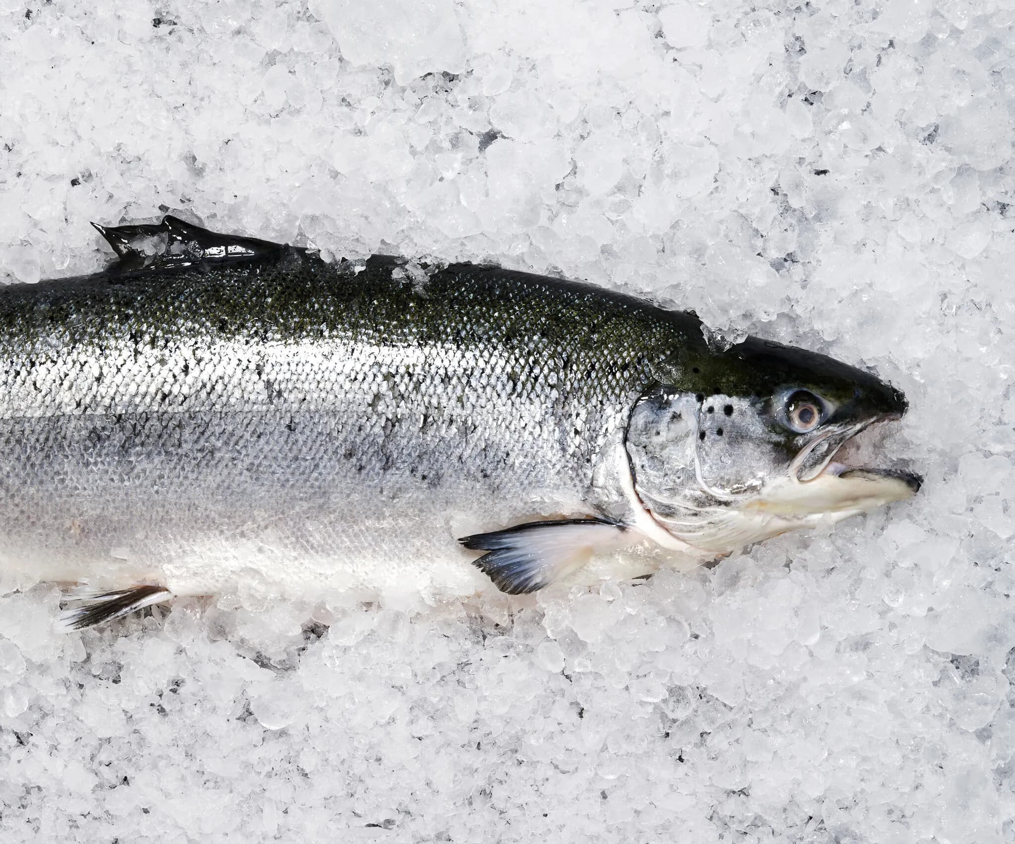 The Dirty Secret Behind the Farmed Fish You Eat