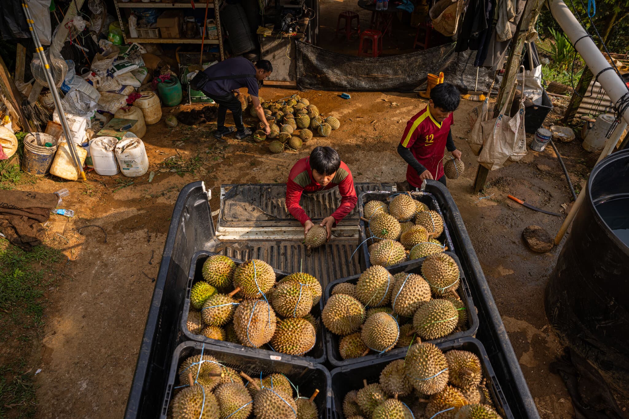 Farmers Made a Fortune on This Fruit. Now It Is Piling Up.