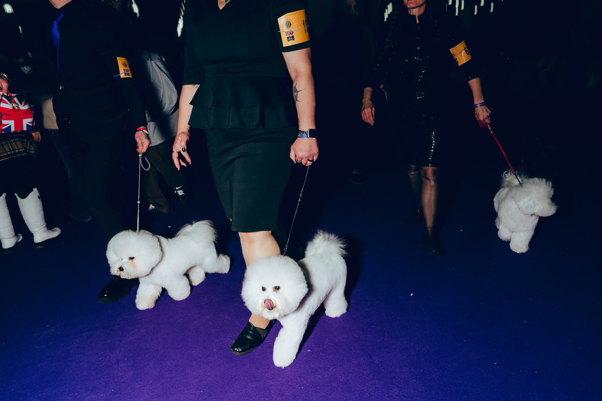Behind the Scenes at the 150th Westminster Dog Show