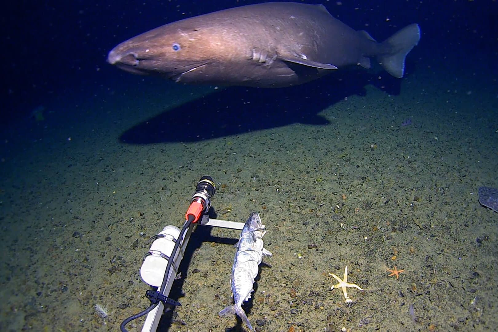 A Rare Glimpse of a Sleeper Shark in Antarctic Waters