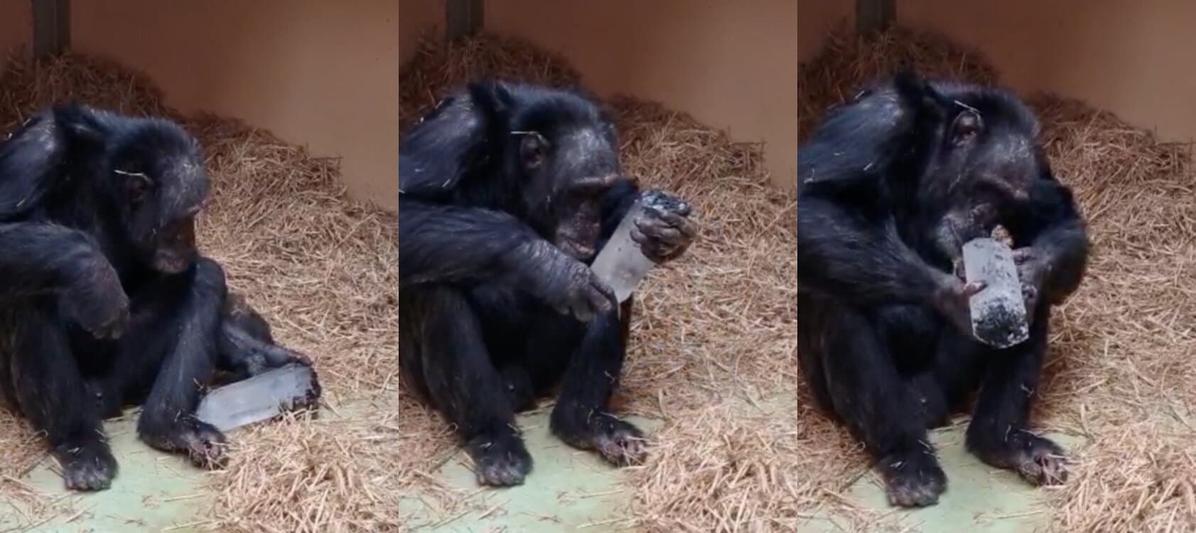 Chimpanzees Are Really Into Crystals