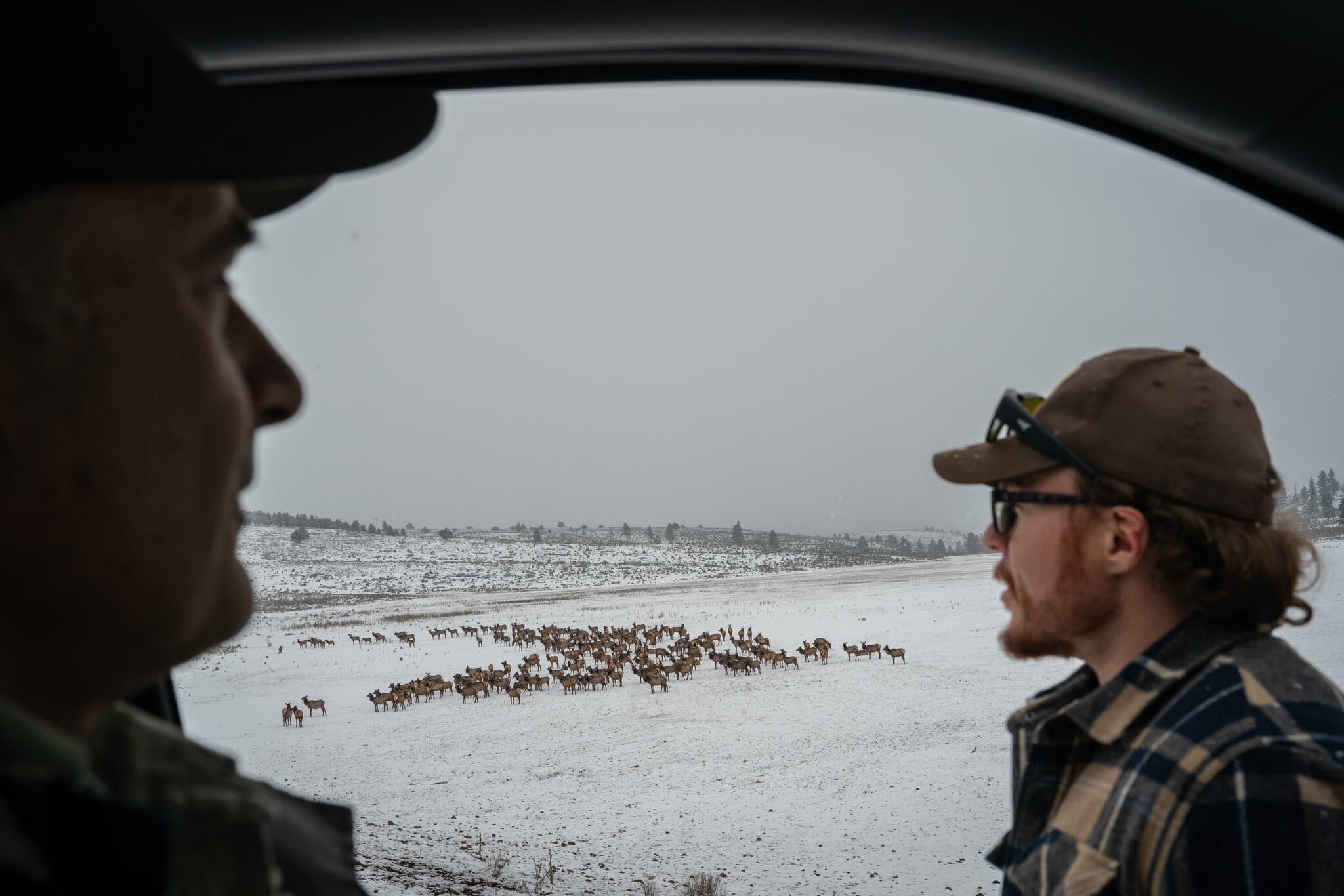 In a Wild Corner of the West, Elk Are Everywhere and Causing Conflict