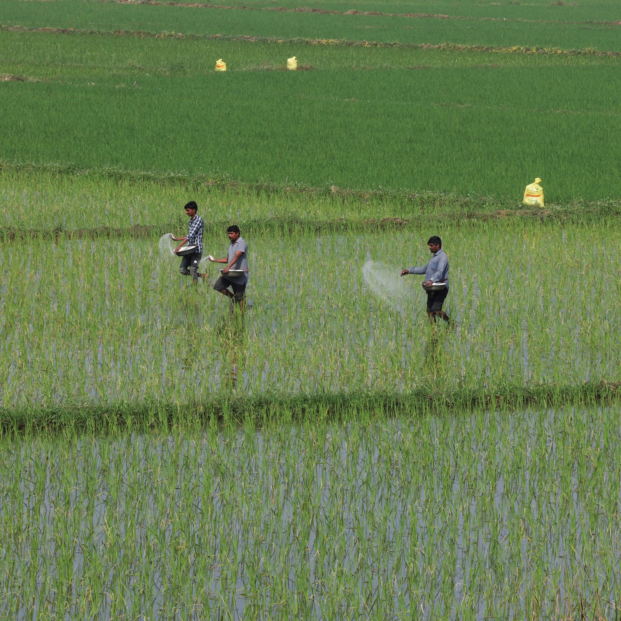 The War’s Effect on the Supermarket