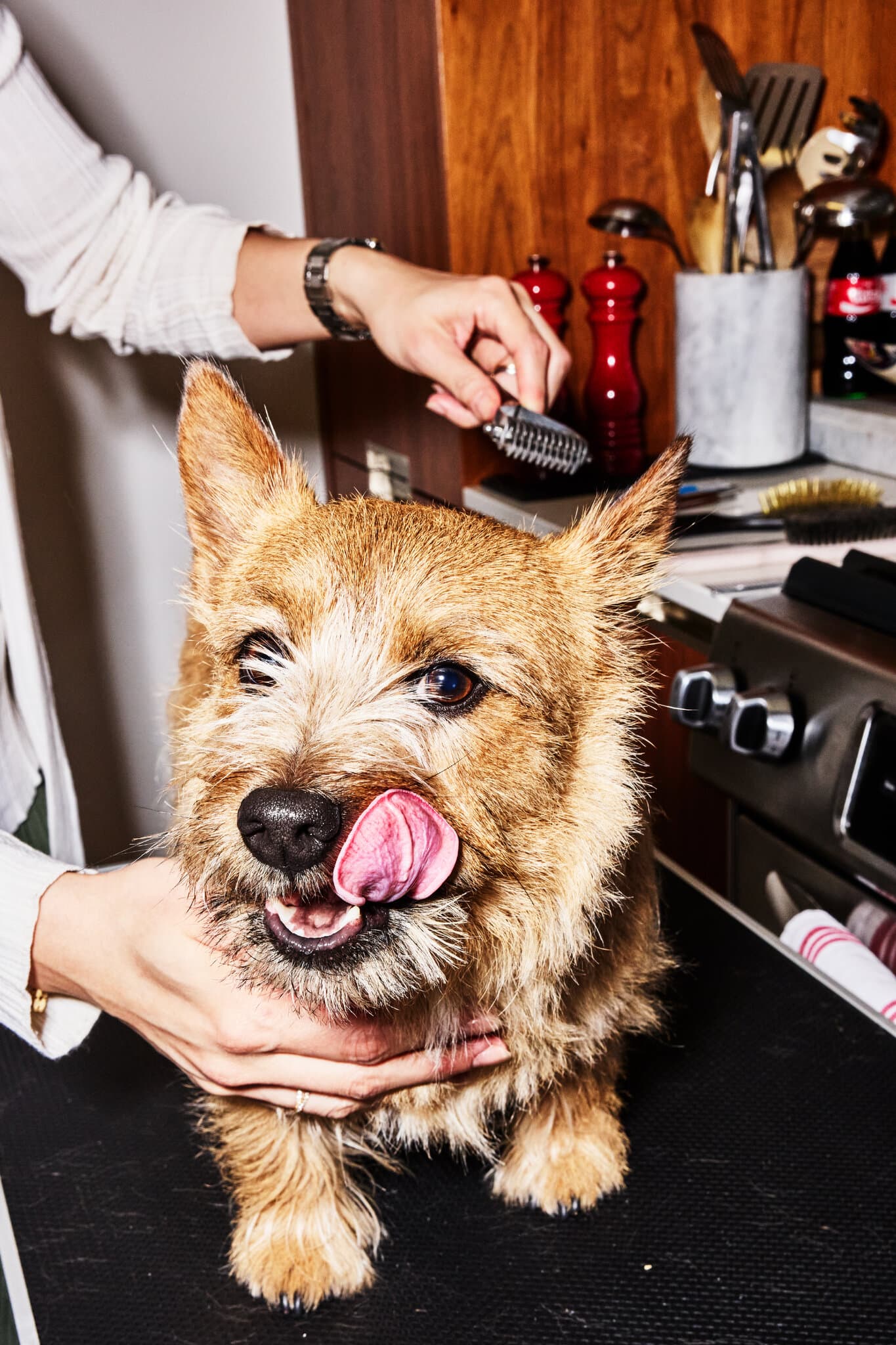 A $1,000 Dog Grooming Session? The Pet Wellness Industry Is Booming.