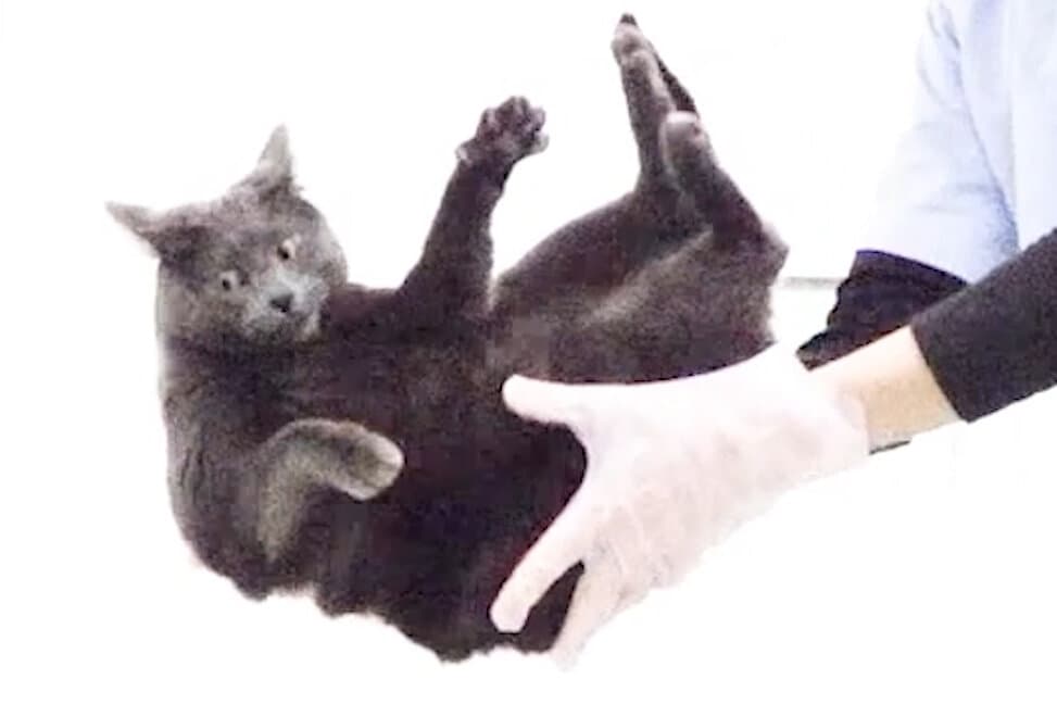 Why Falling Cats Always Seem to Land on Their Feet