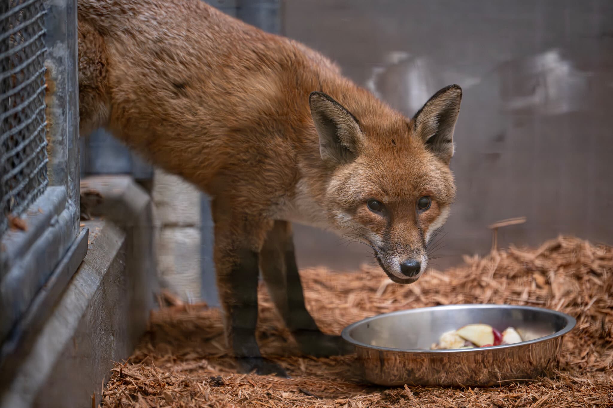 A Red Fox’s Fantastic Voyage Starts in England and Leads to the Bronx