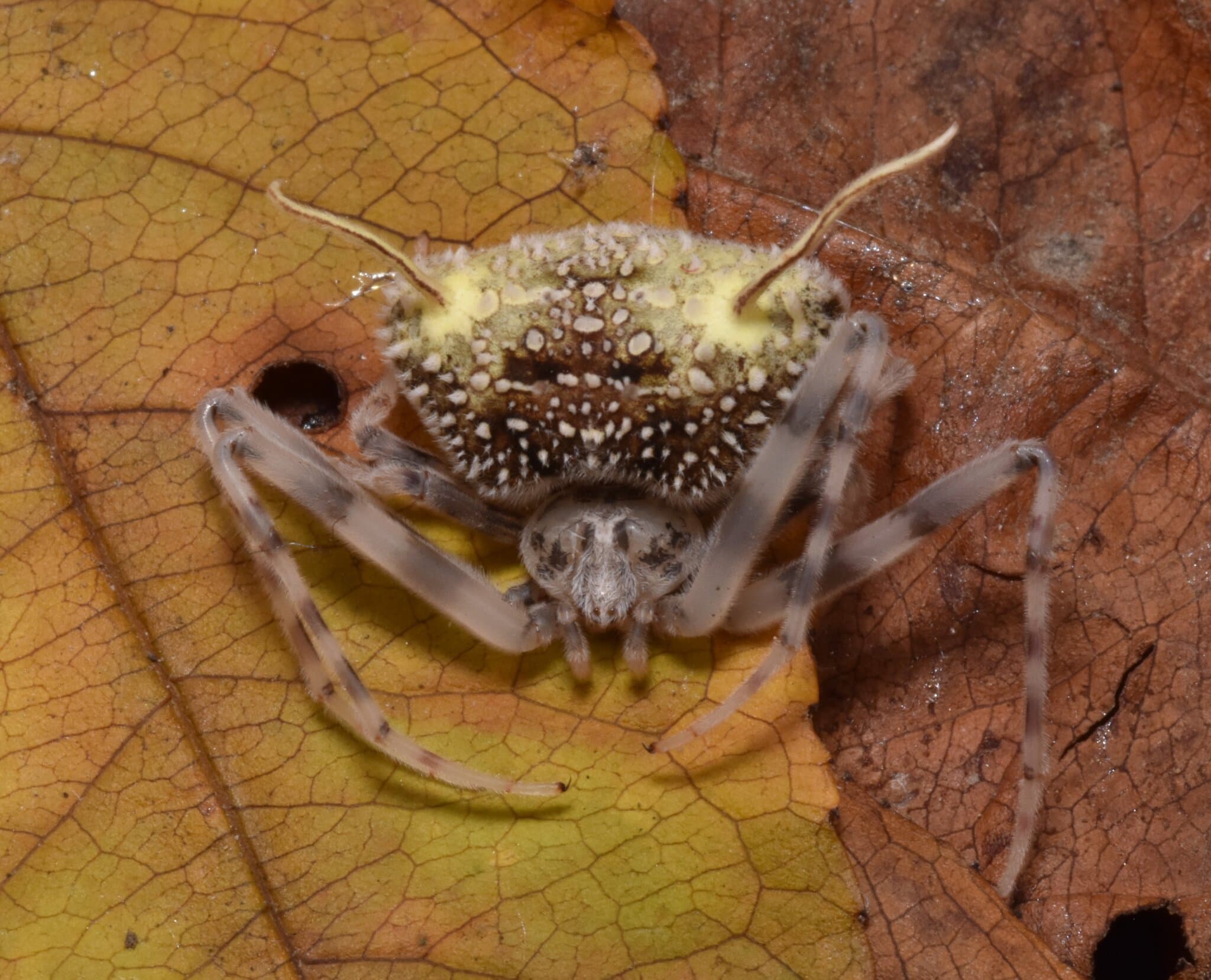 ‘The Last of Us’ on Eight Legs