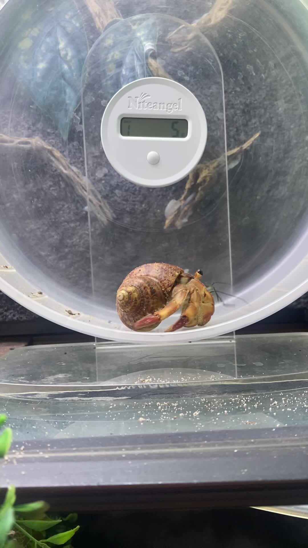 Saving Hermit Crabs by Breeding Them in the Suburbs