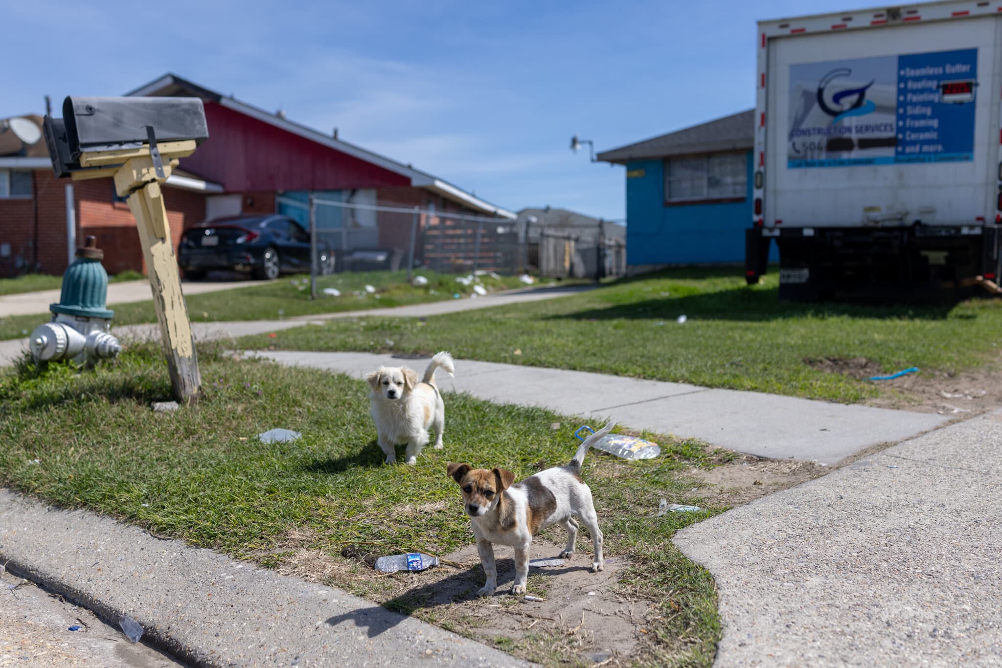 The Pets Left Behind When Their Owners Are Deported