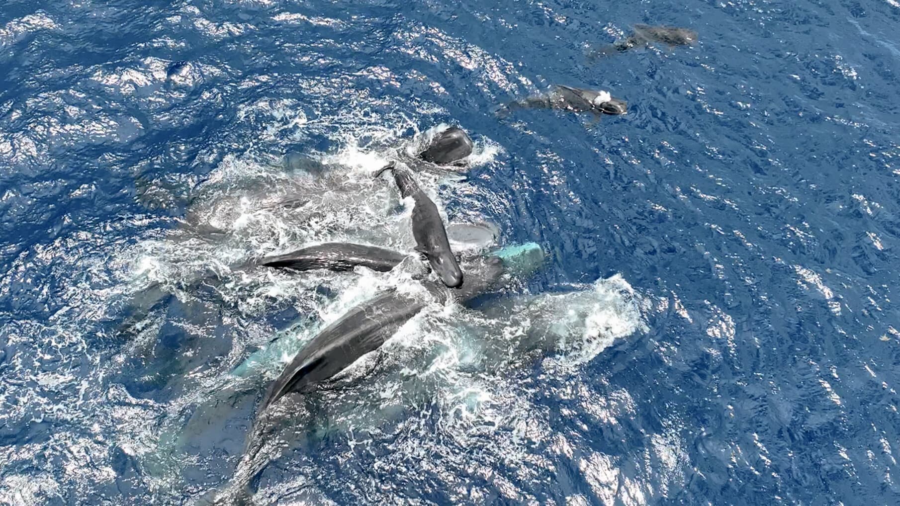 Scientists Filmed a Whale Birth. The Surprise: Mom Had Many Helpers.