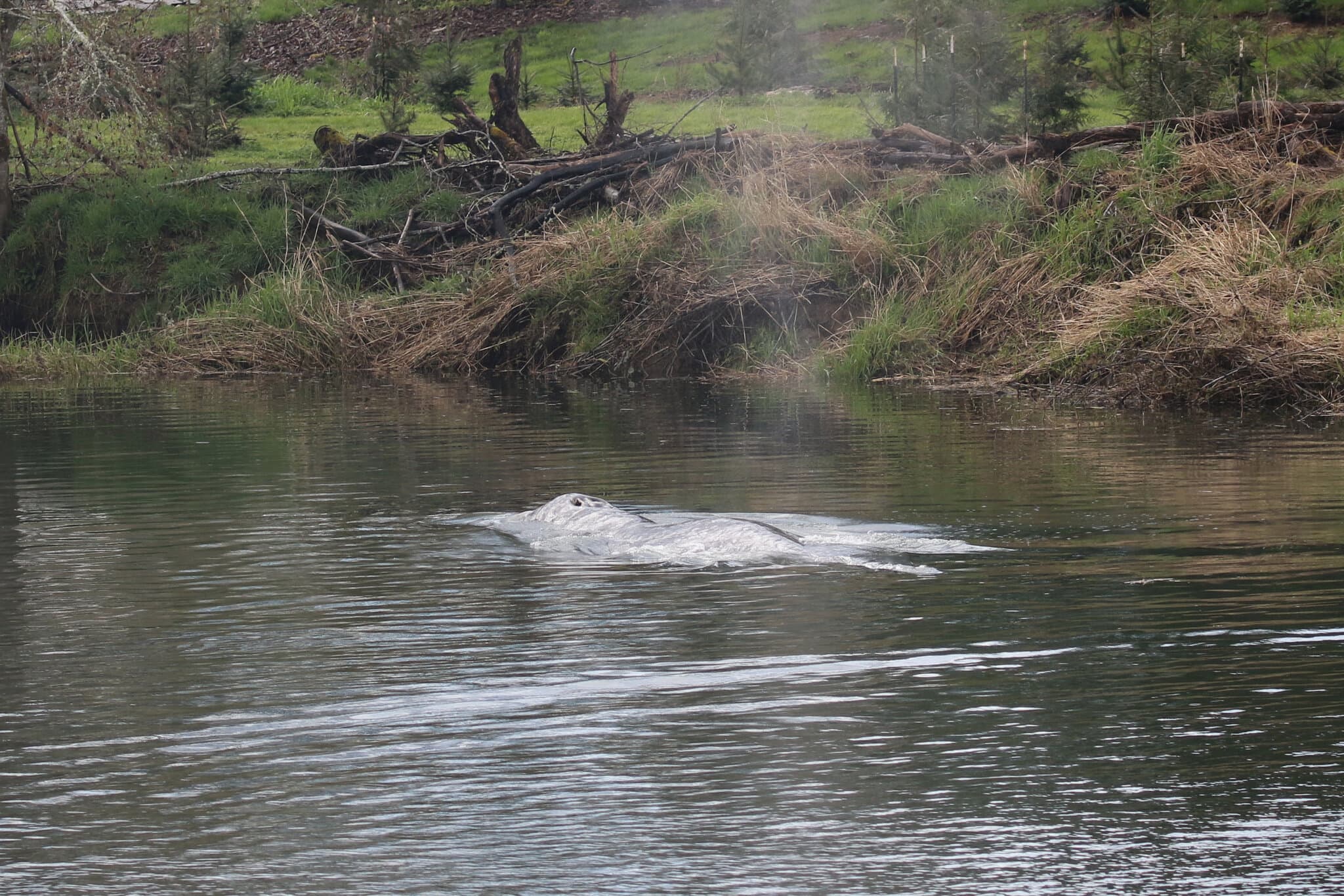 Whale That Swam 20 Miles Up Washington River Is Found Dead