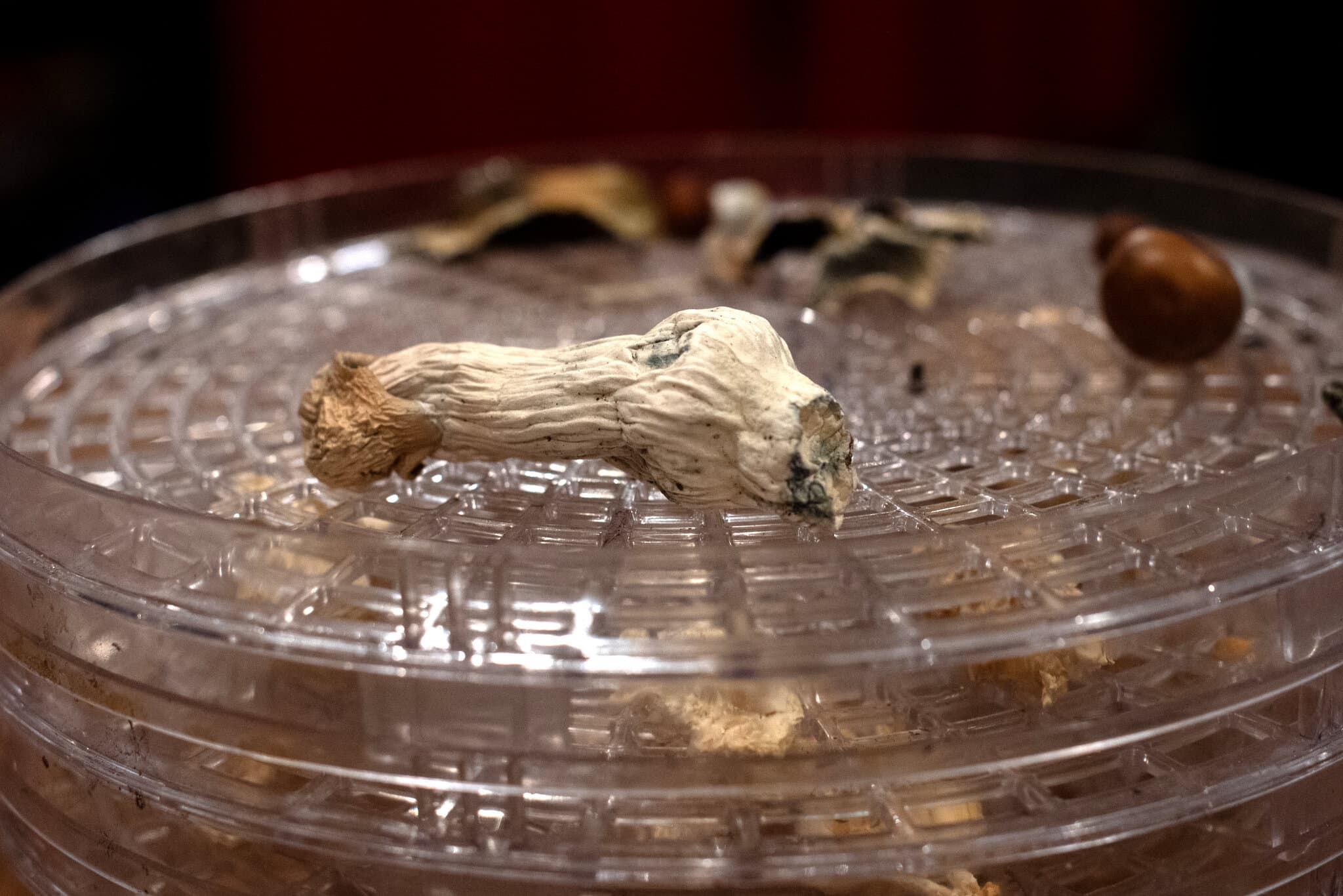 How Psychedelics Affect the Brain