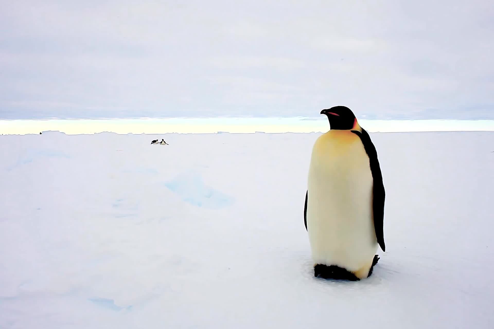 Emperor Penguins Are Now Endangered, a New Assessment Finds