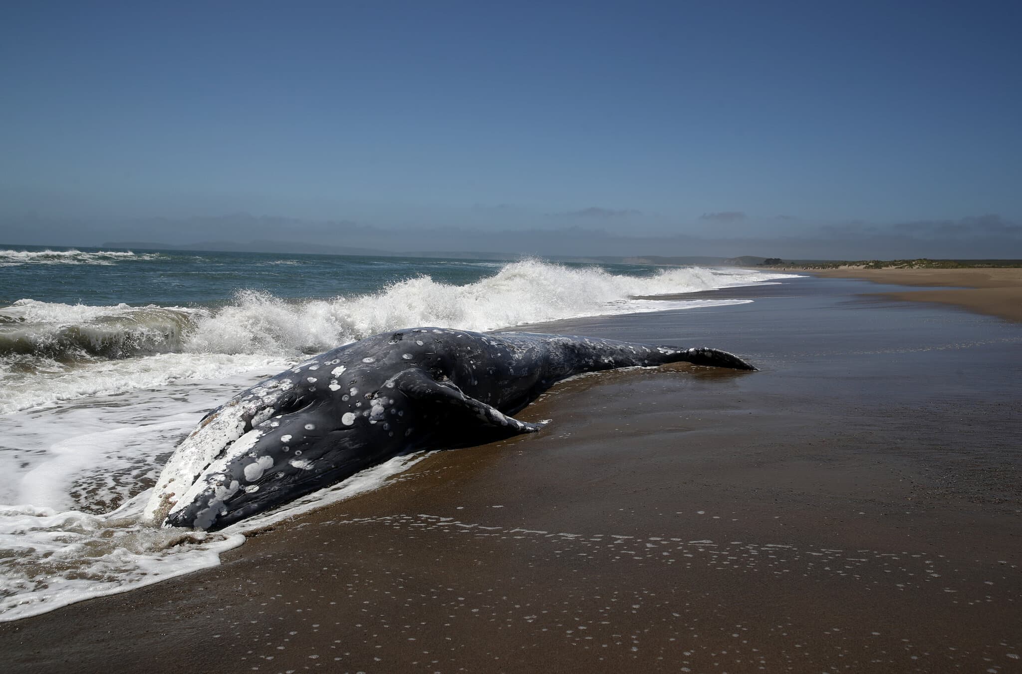 More Gray Whales Are Visiting San Francisco Bay, and Many Die There