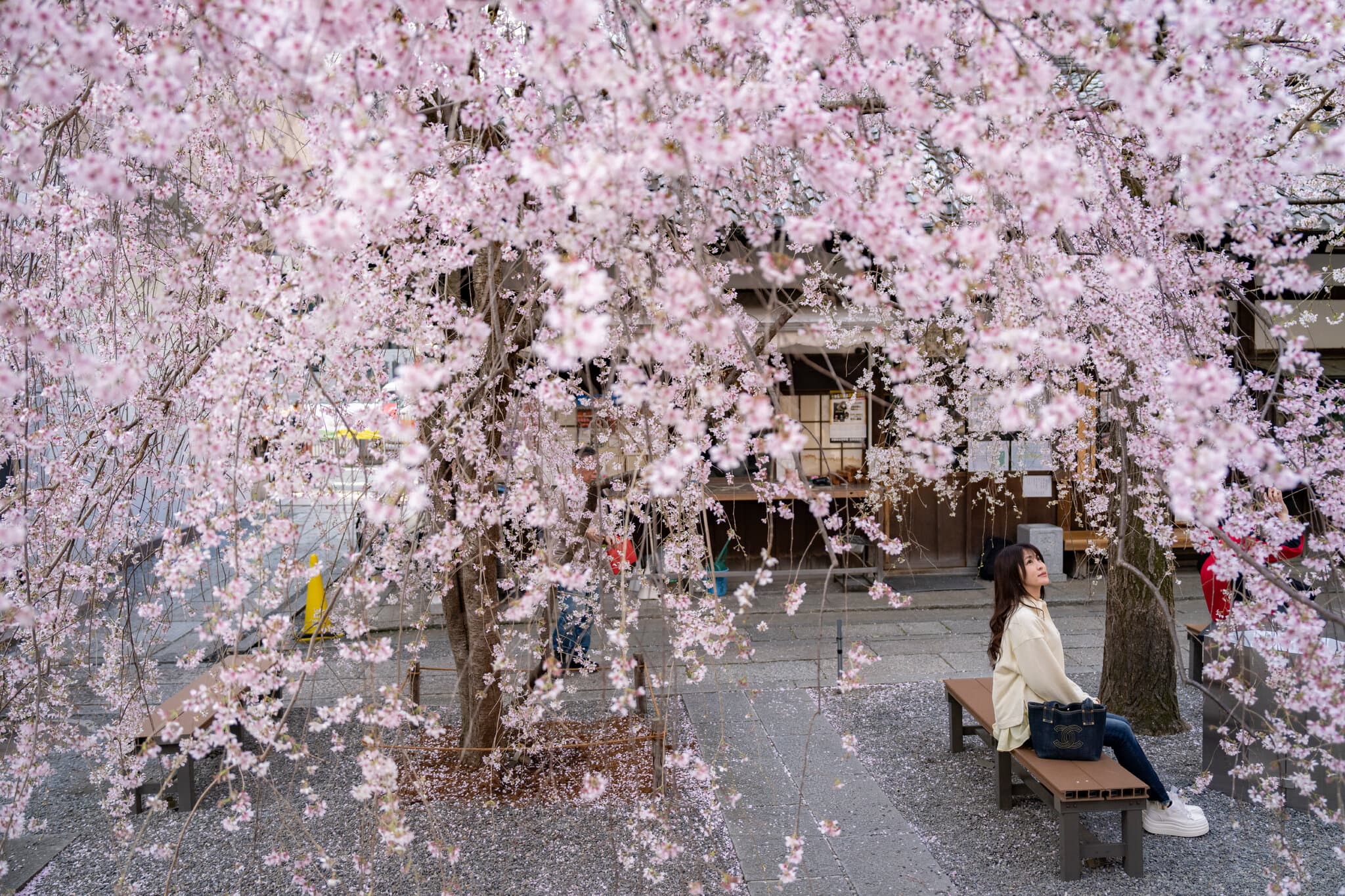 Japan’s Cherry Blossom Database, 1,200 Years Old, Has a New Keeper