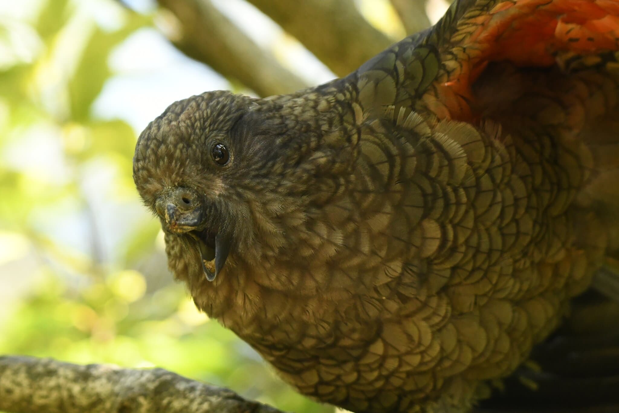 How Bruce the Parrot Landed Atop the Pecking Order, Without a Beak