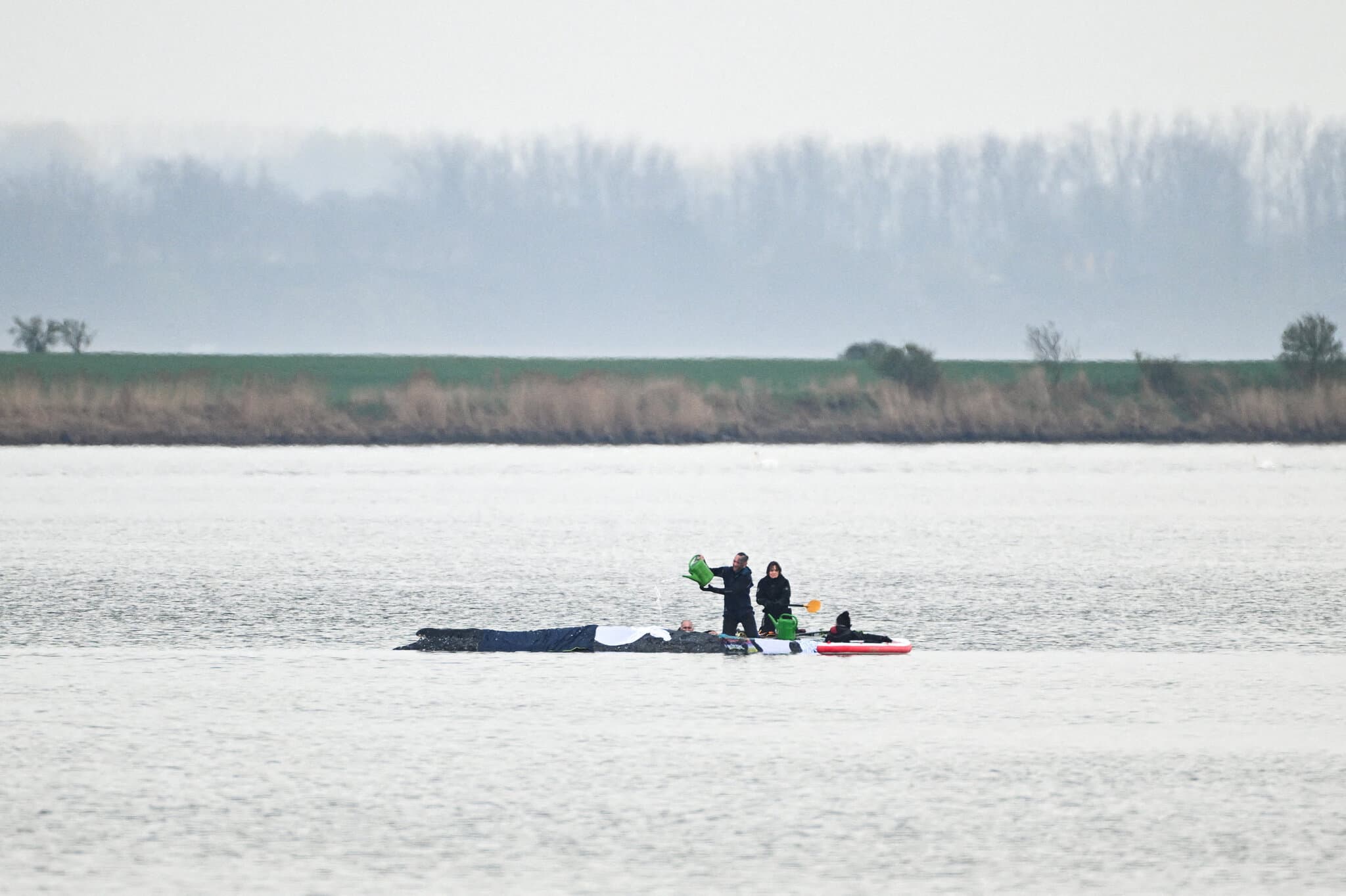 The Long, Slow Race to Save Timmy, Germany’s Favorite Whale