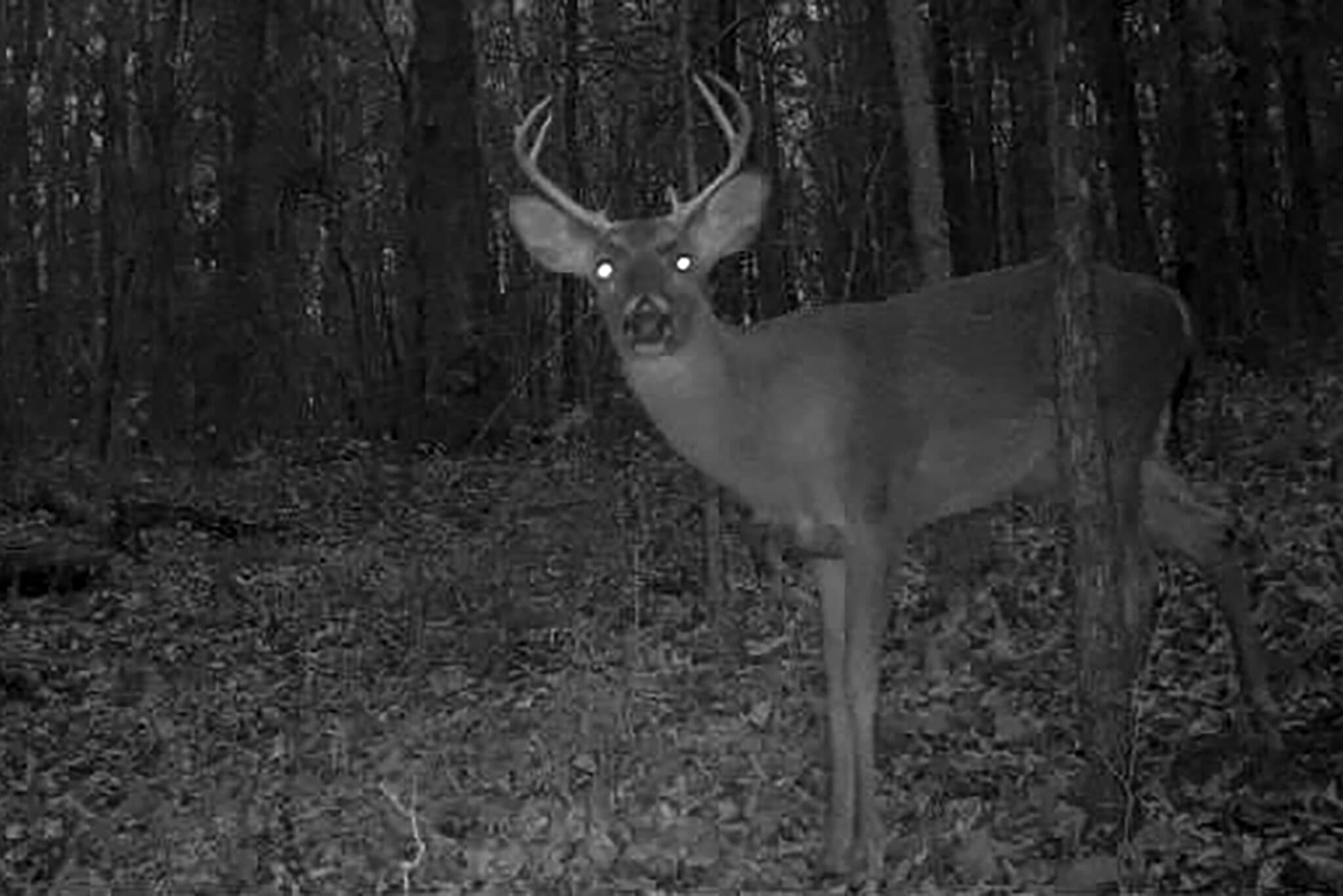 Targeted Hunts Were Supposed to Curb ‘Zombie Deer Disease.’ Now What?