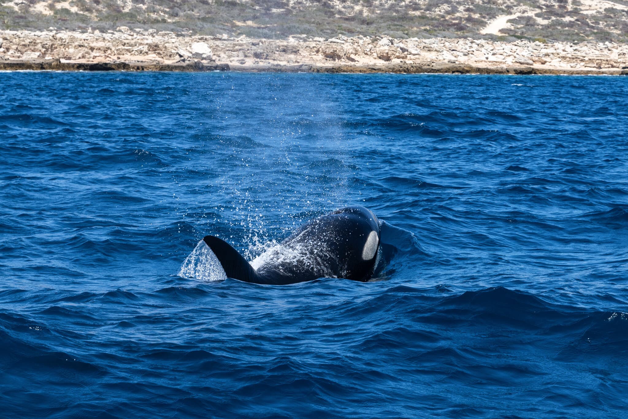 Clear Waters, Murky Morals: When Humans Swim With Killer Whales