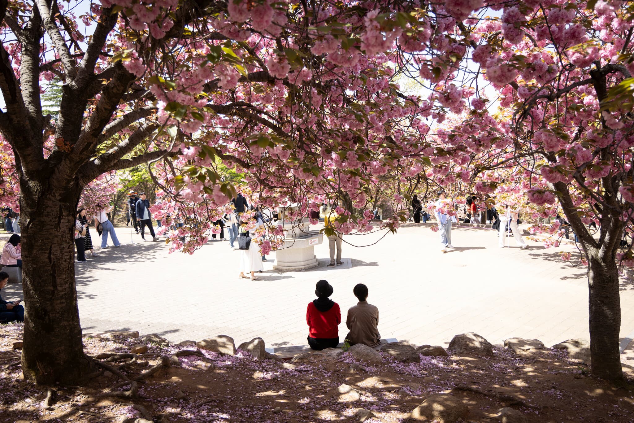 South Korea’s Cherry Blossoms Attract a Connoisseur: The Japanese