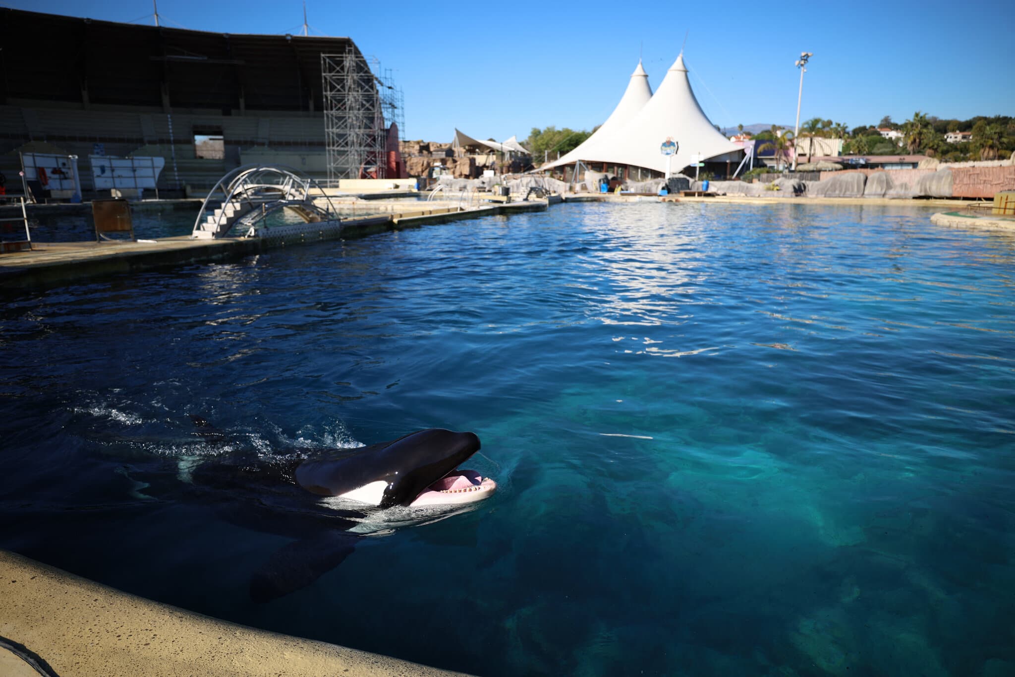 The Uncertain Fate of France’s Last Two Captive Orcas