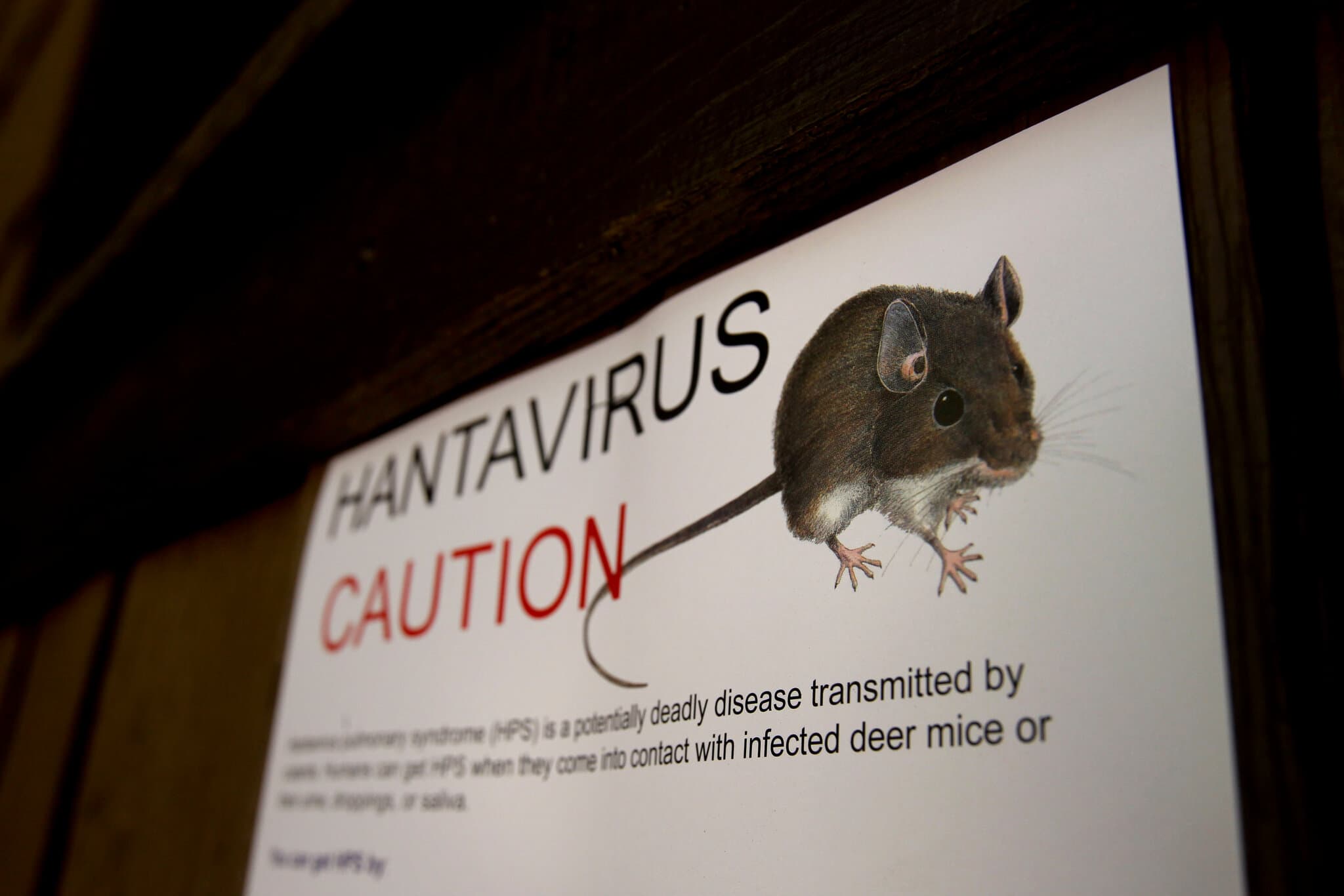 ‘You Just Can’t Get the Air In’: How Hantavirus Turns Deadly
