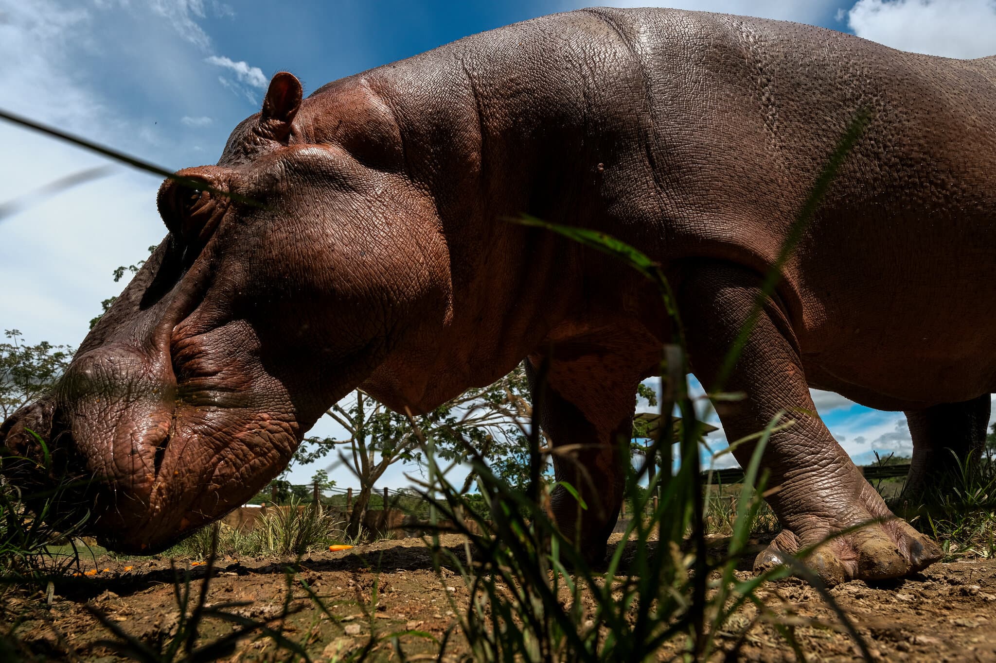 The Fight to Euthanize Pablo Escobar’s Hippos in Colombia