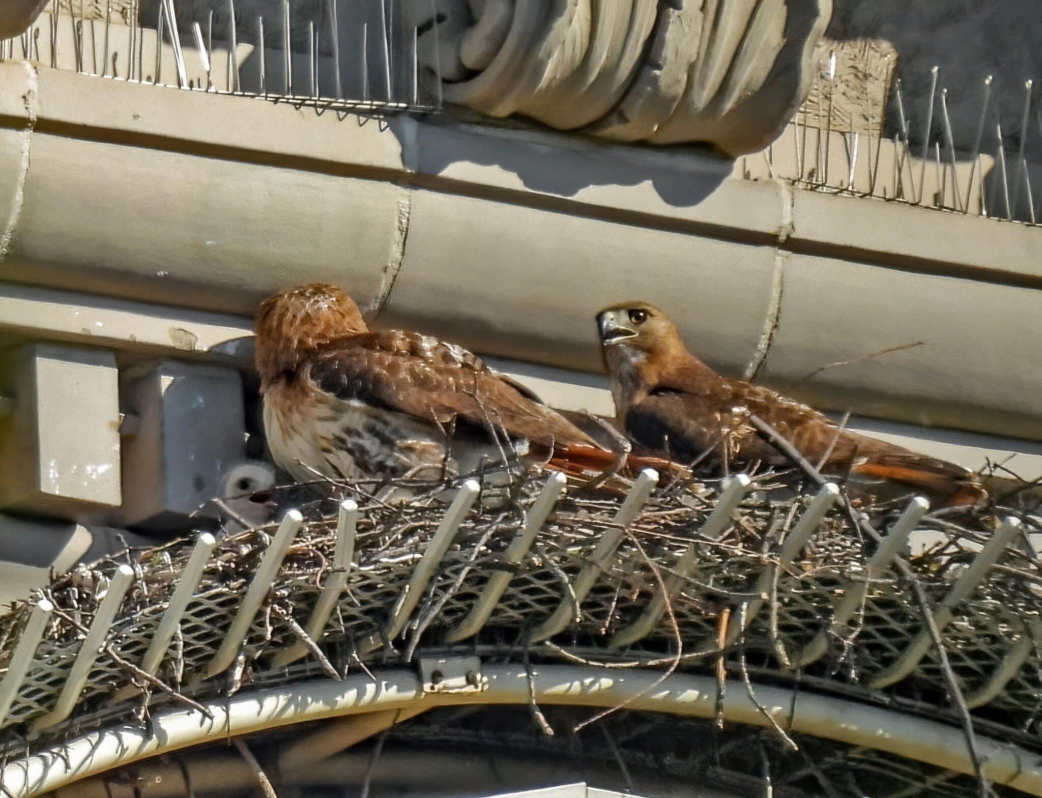 A May-December Romance for 2 Fifth Avenue Hawks