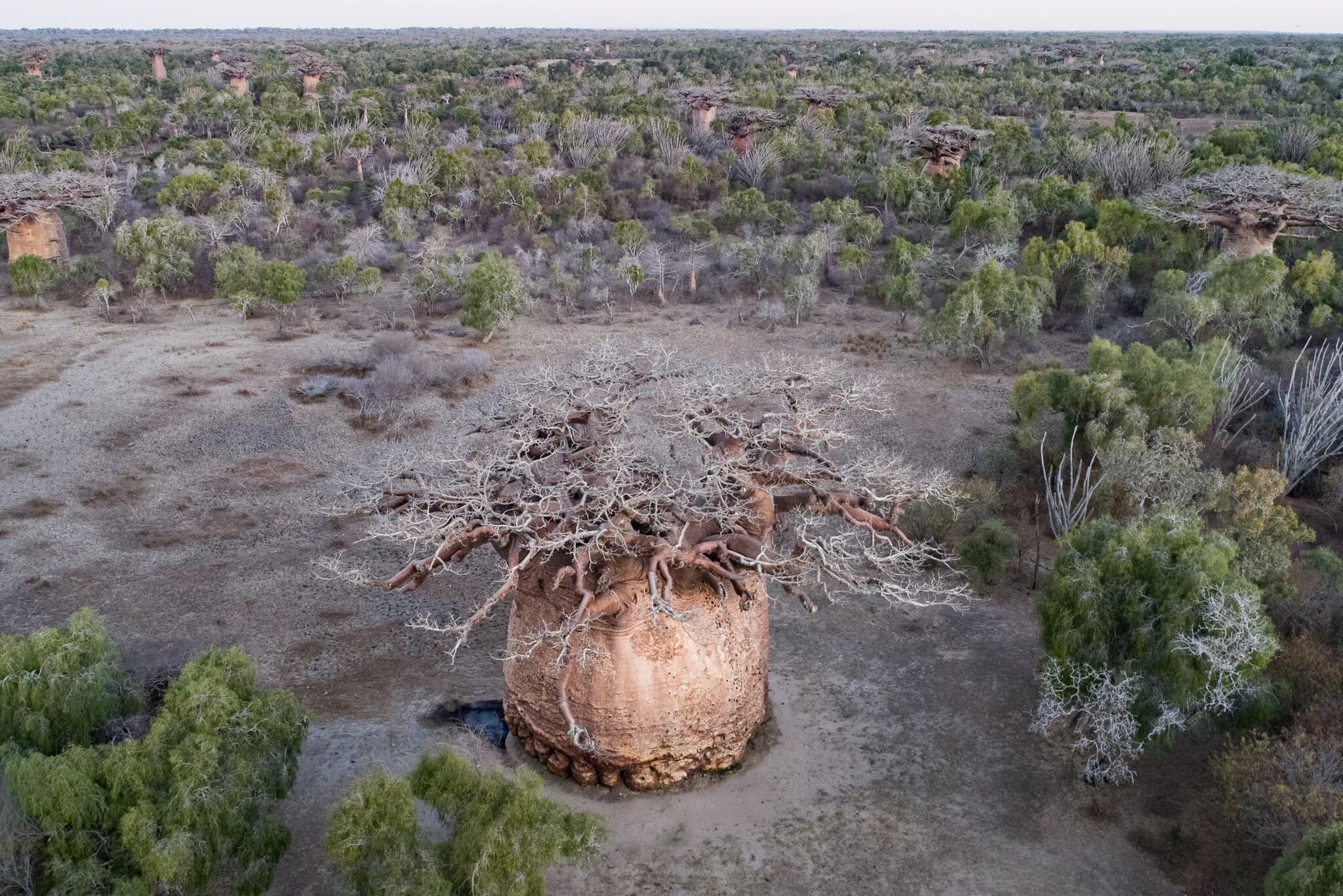 As a Sacred Tree Dies, Their Village Loses a Piece of Itself