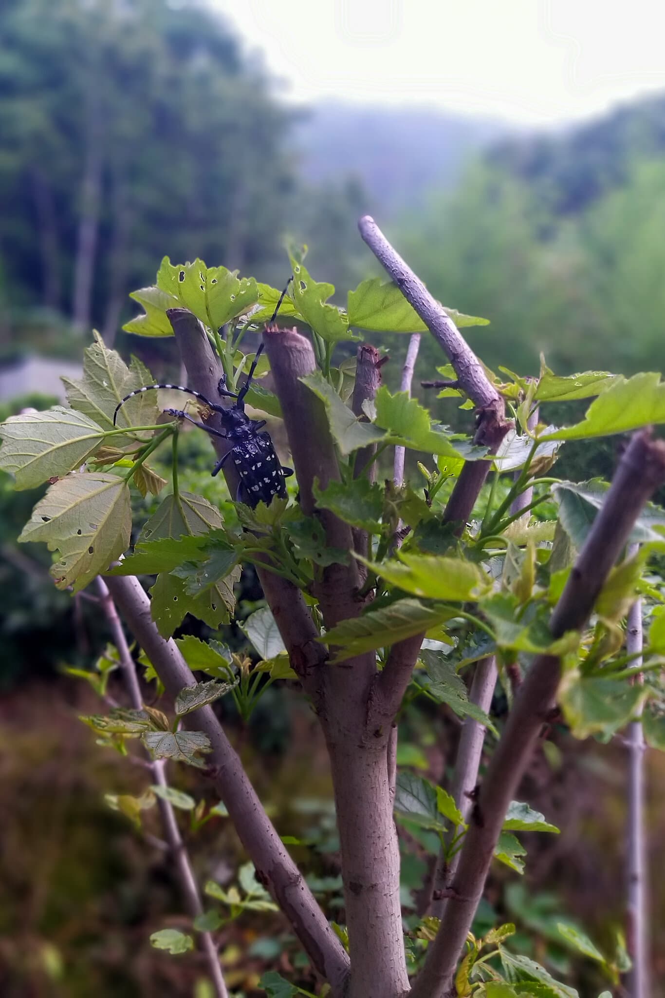 How ‘Sentinel Gardens’ Help Spot Dangerous Bugs Abroad
