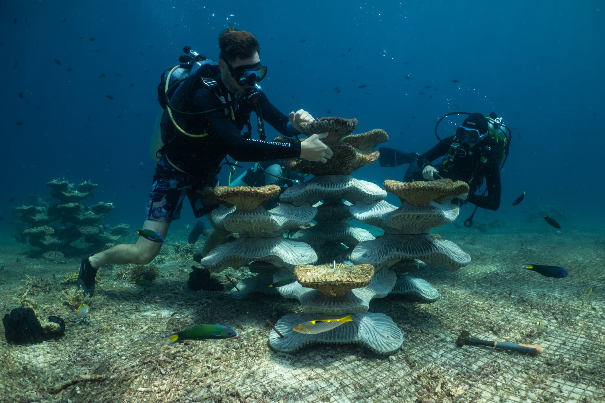 Can Concrete Molds Revive Coral Reefs Ruined by Bombs and Climate Change?