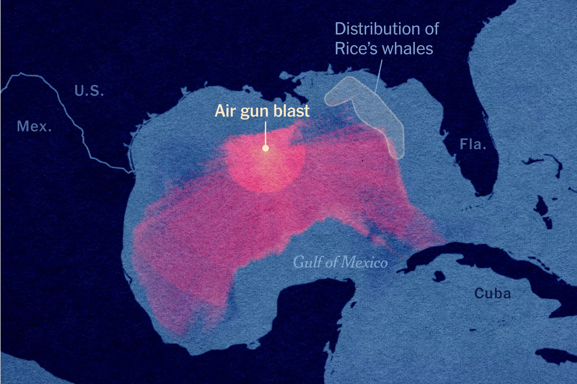 Dive Into a Very Noisy Sea With Some Very Rare Whales