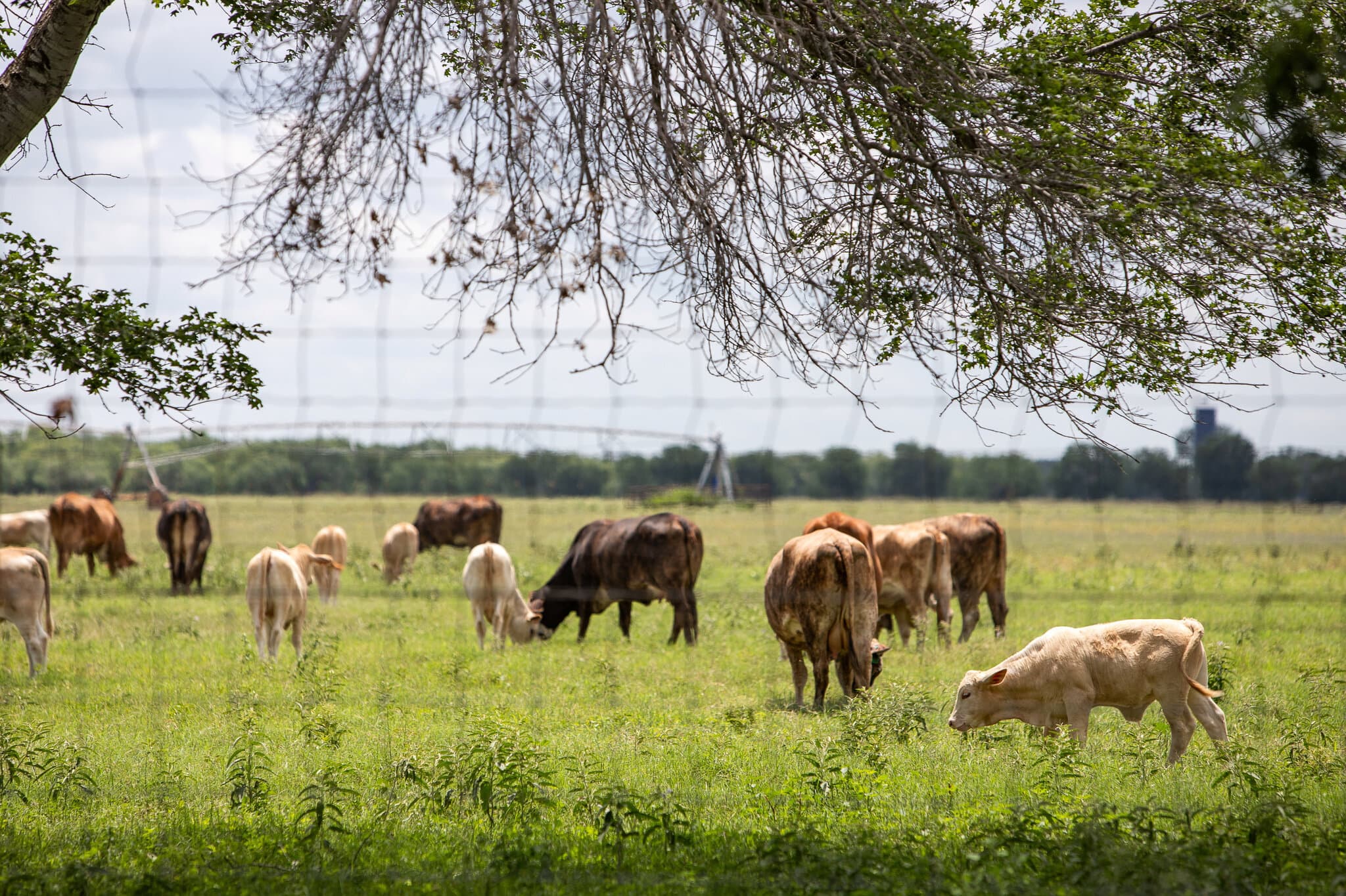 Texas Races to Contain Screwworm as a Second Case Is Confirmed