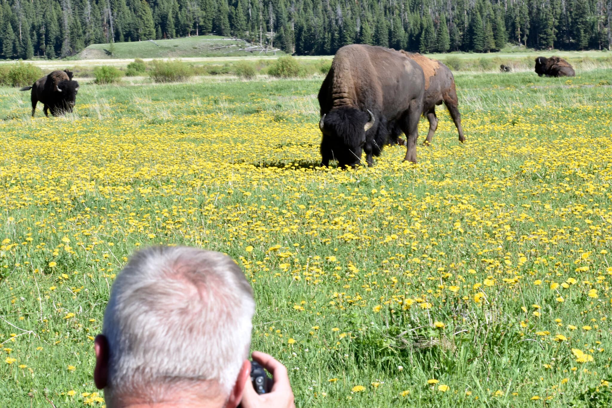 Bison Attacks Tourist at Yellowstone National Park, Tossing Him Into the Air
