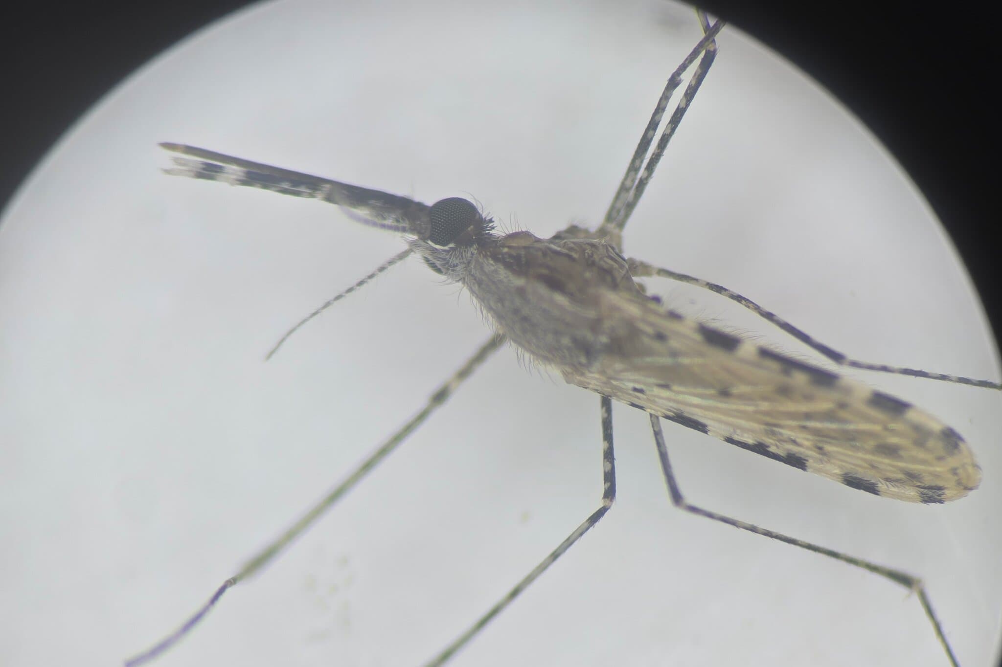 An Invasive Mosquito Is Spreading With Alarming Speed, Threatening Africa’s Cities