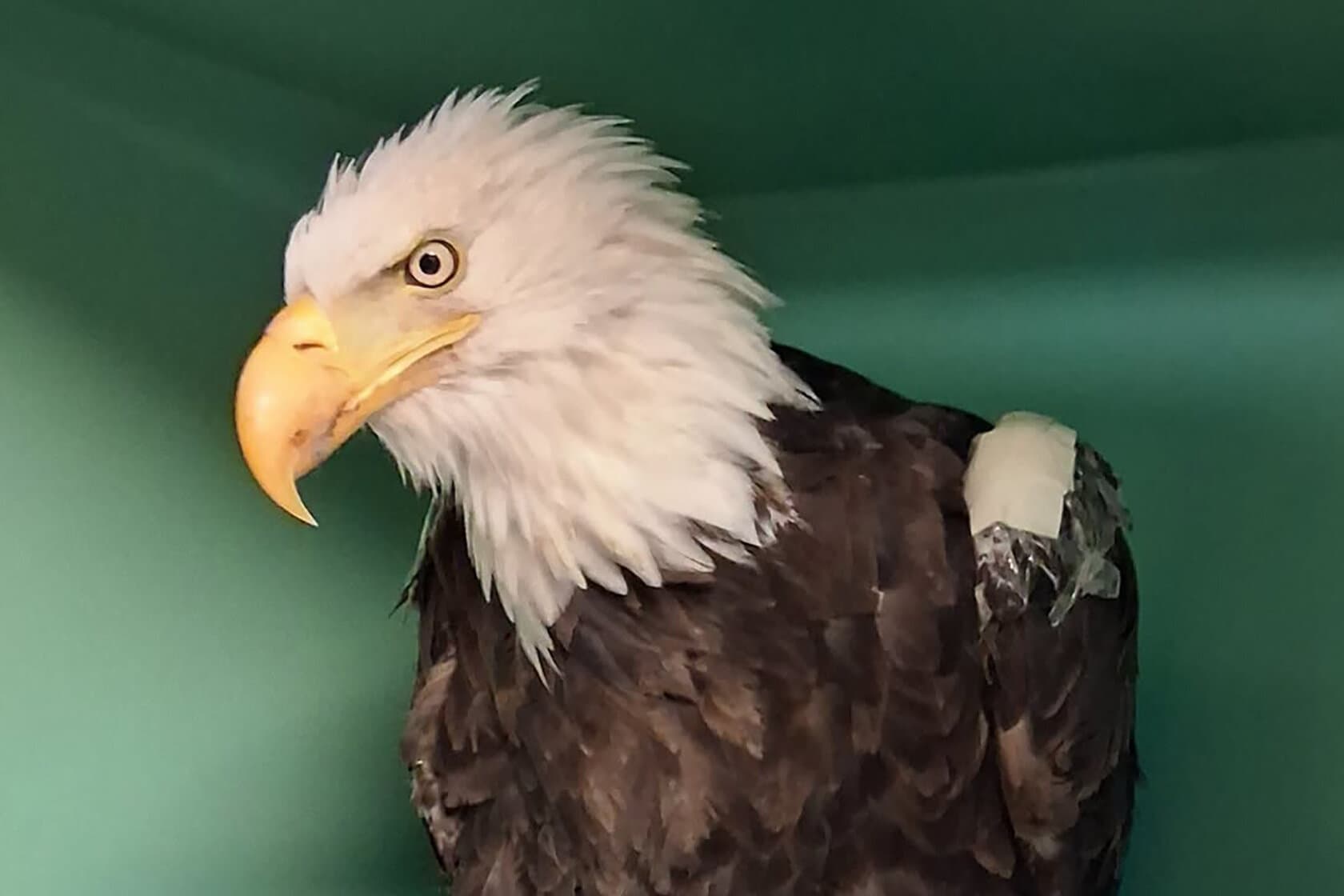 From Nest to Deathbed, Jackie the Eagle Entranced California and Beyond