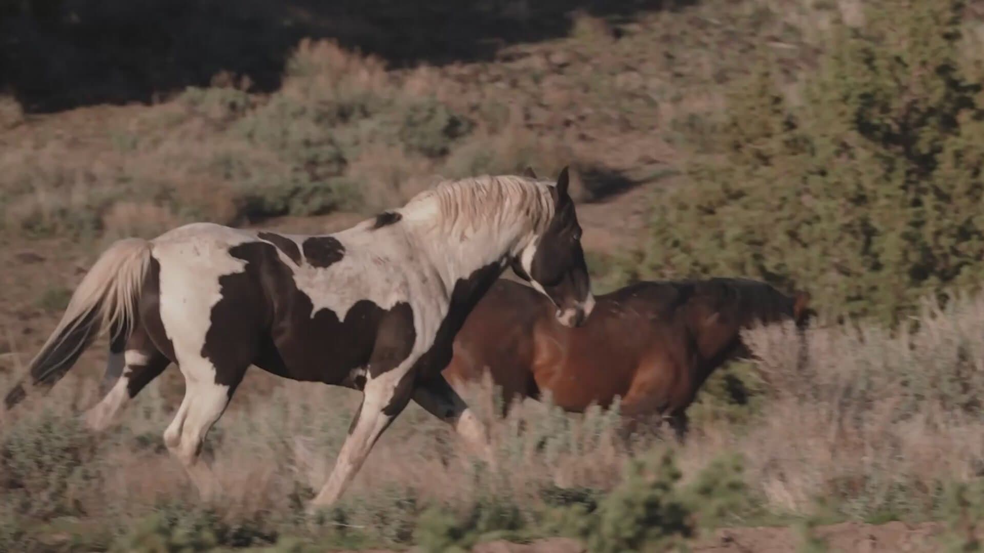 Under Trump, Protected Wild Horses Are Going to Slaughter