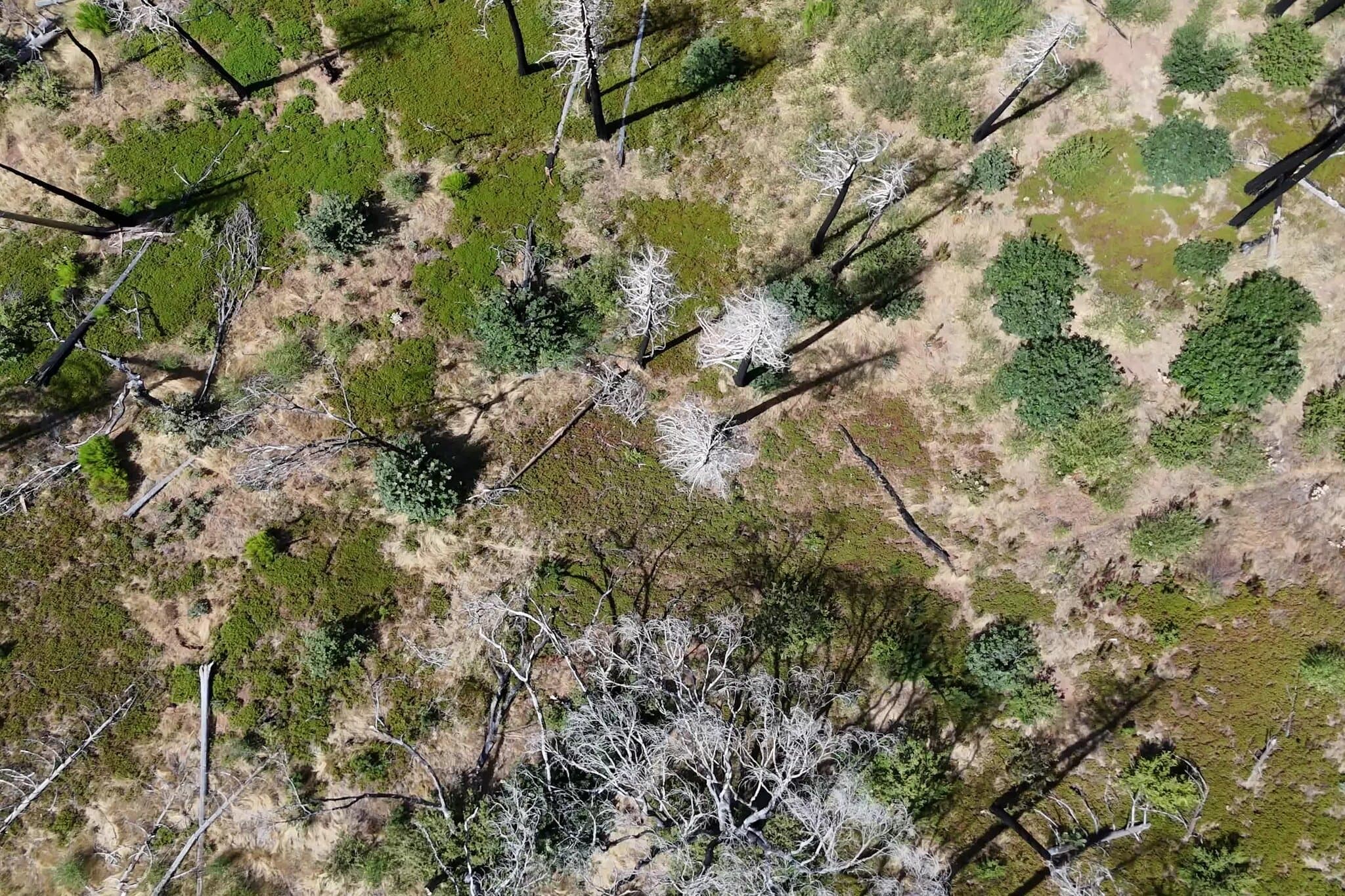 Bigger, Hotter Fires Are Slowly Erasing America’s Great Forests