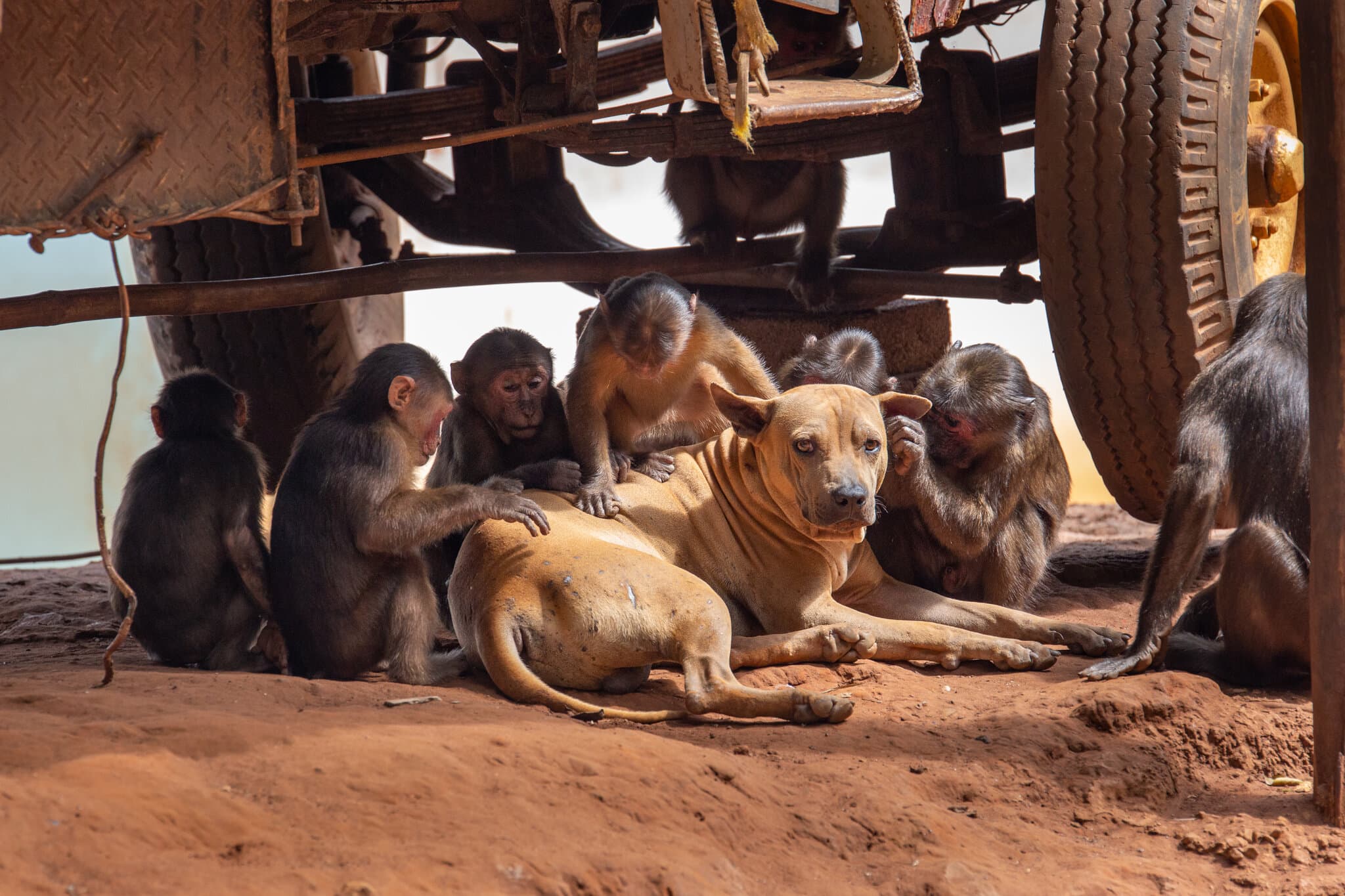 Humans Love Having Pets. Seems Like Some Other Primates Do, Too.