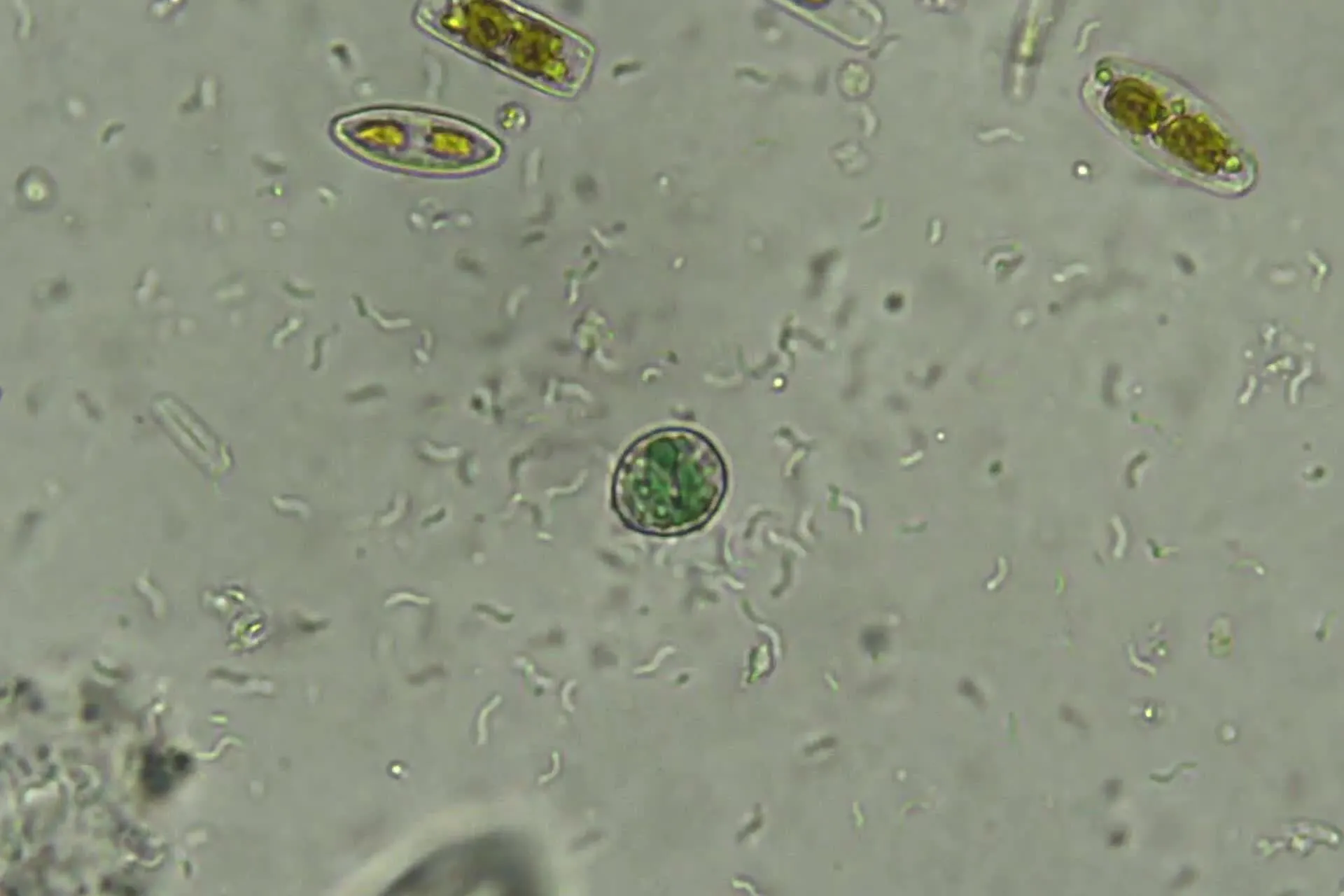In an $80 Motel Room, a Discovery to Shed Light on the Origins of Life