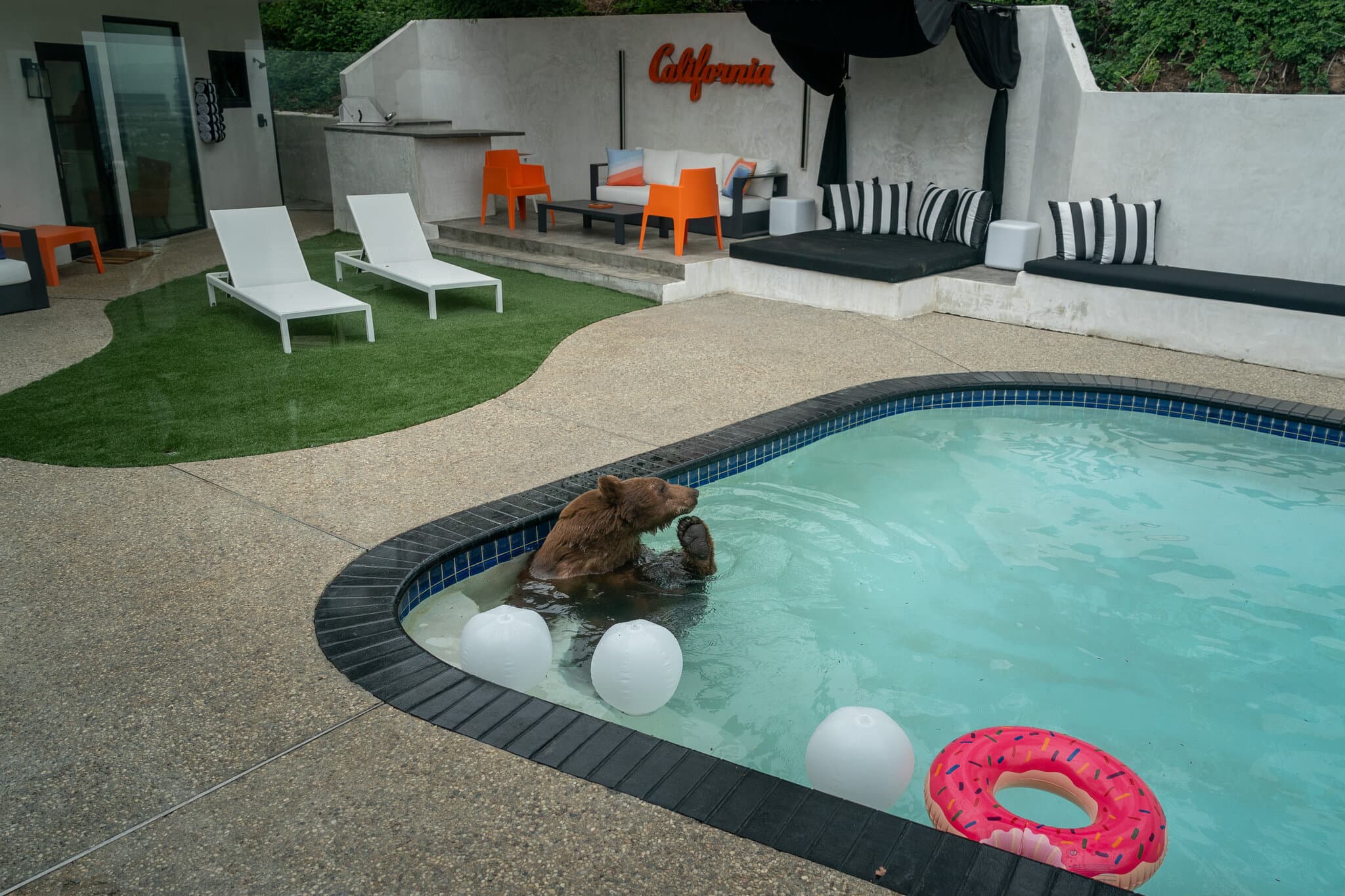 Bears in Los Angeles Are Getting Their Close-Ups, Ready or Not