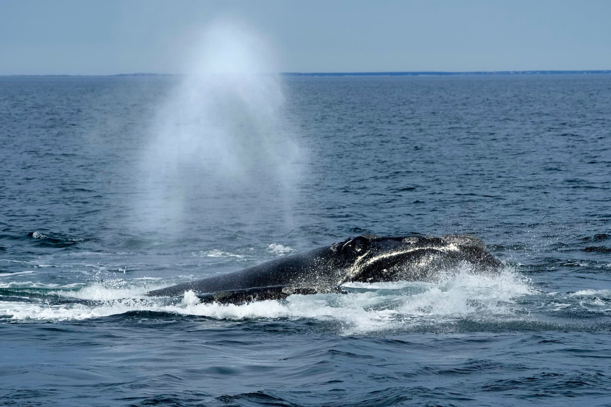 Trump Administration Moves to Gut a Core Endangered Species Protection