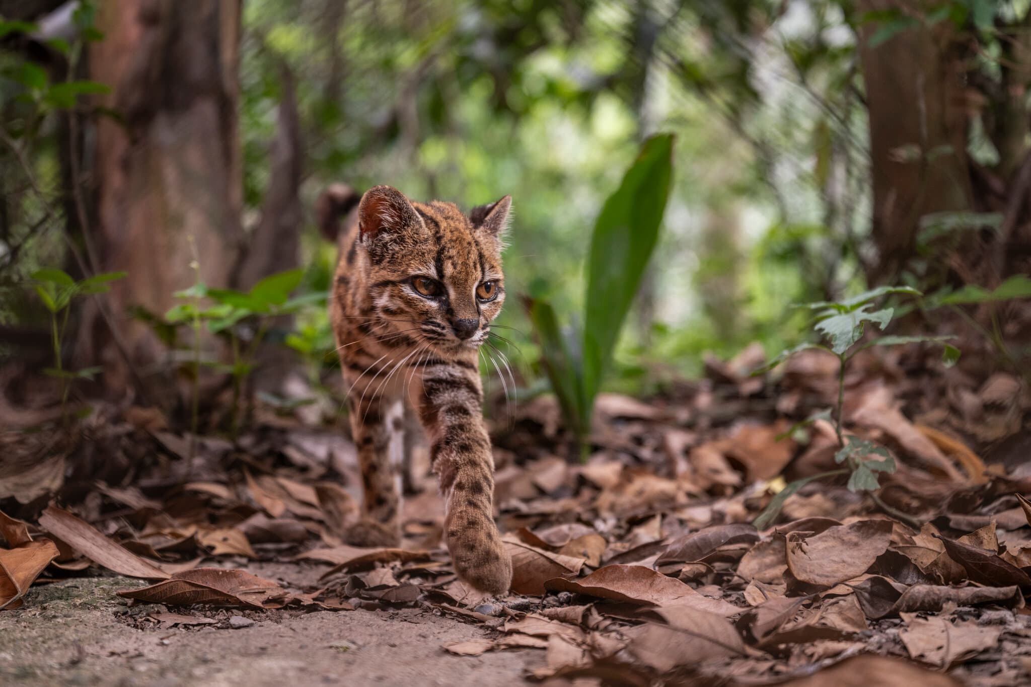 New Species of Cat Discovered for First Time in a Century