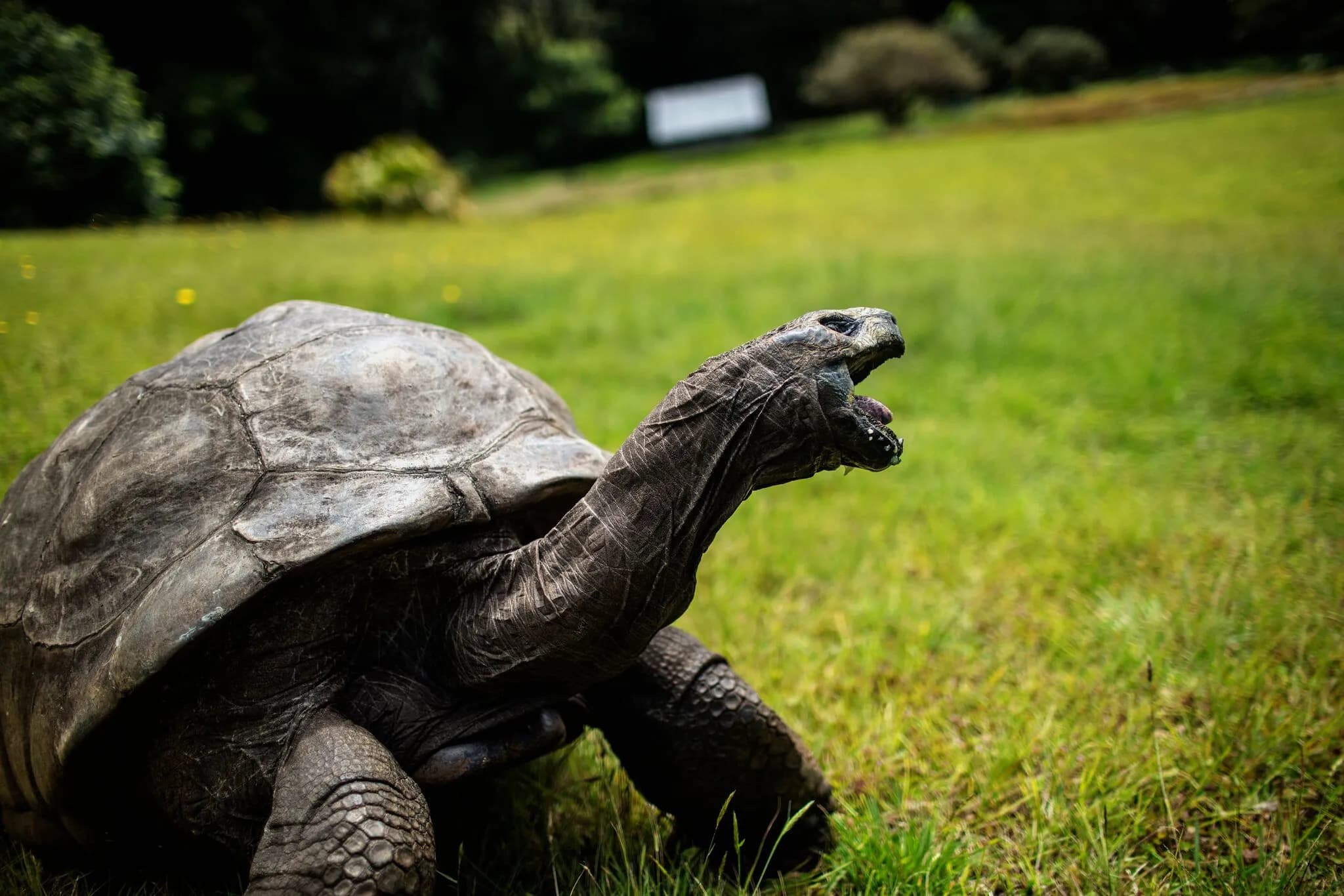 At 194, Jonathan the Giant Tortoise Knows About Aging