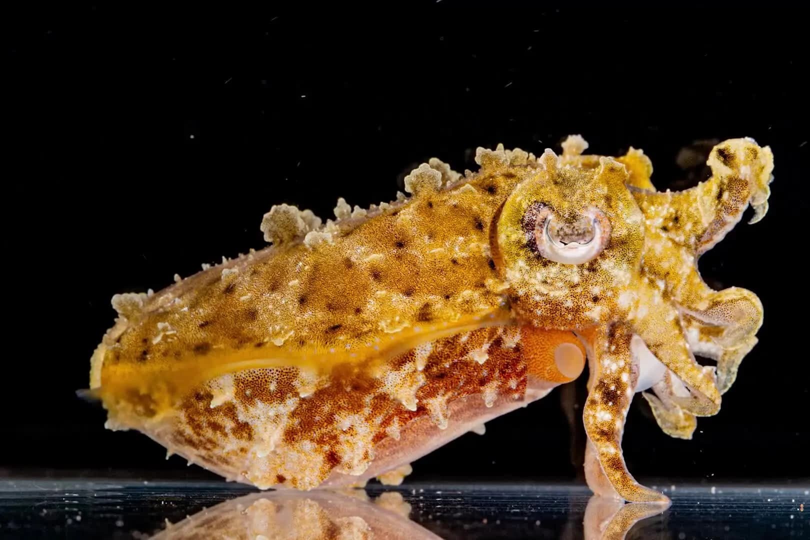 How Do Cuttlefish Hide?
